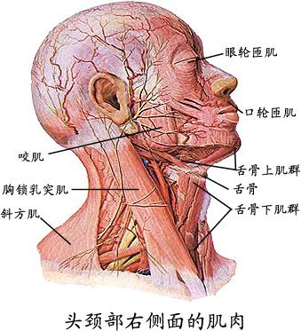 全身肌肉组织解剖图