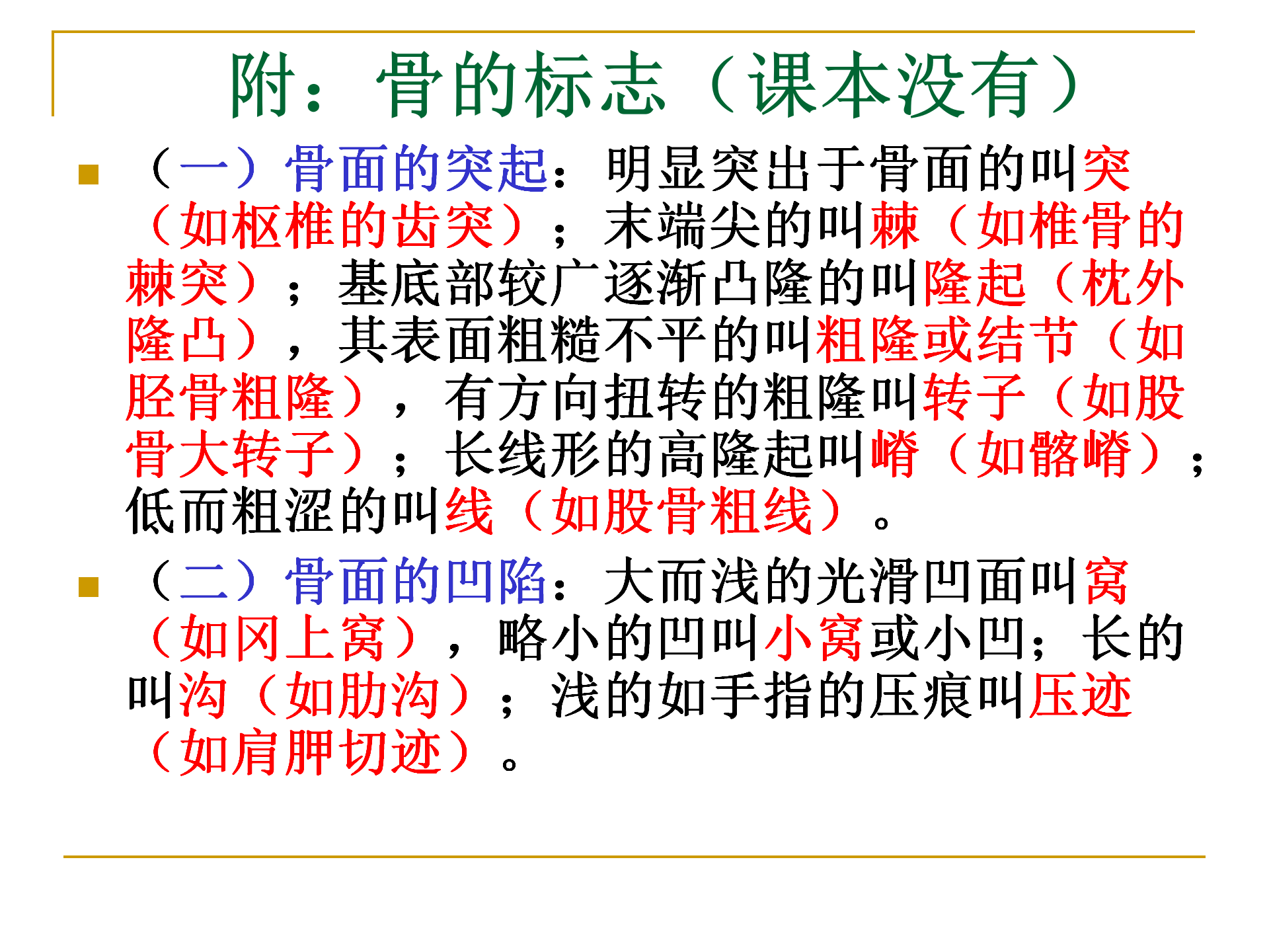 《人体解剖学》--躯干骨解剖_13.png