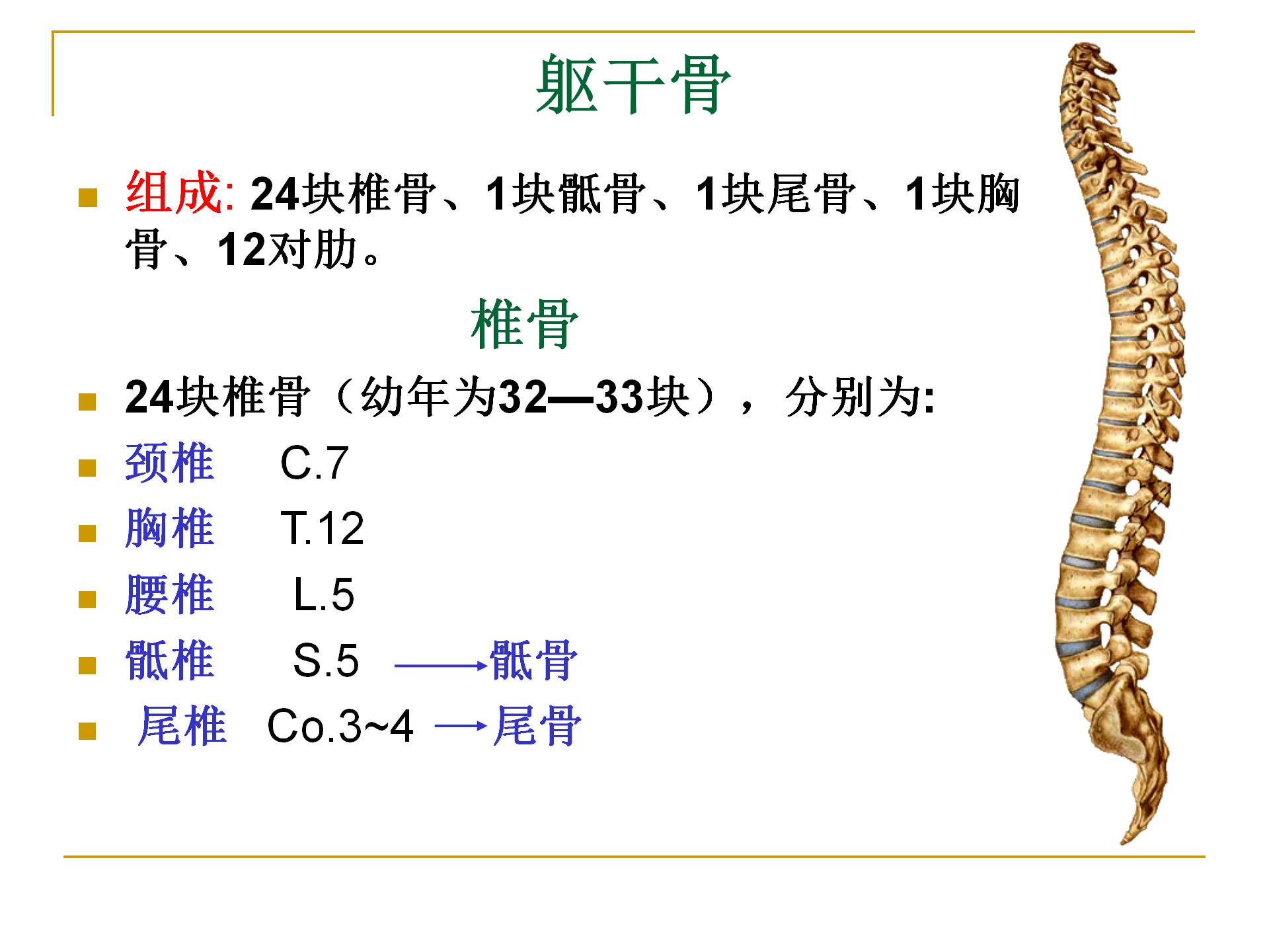 《人体解剖学》--躯干骨解剖_15.png