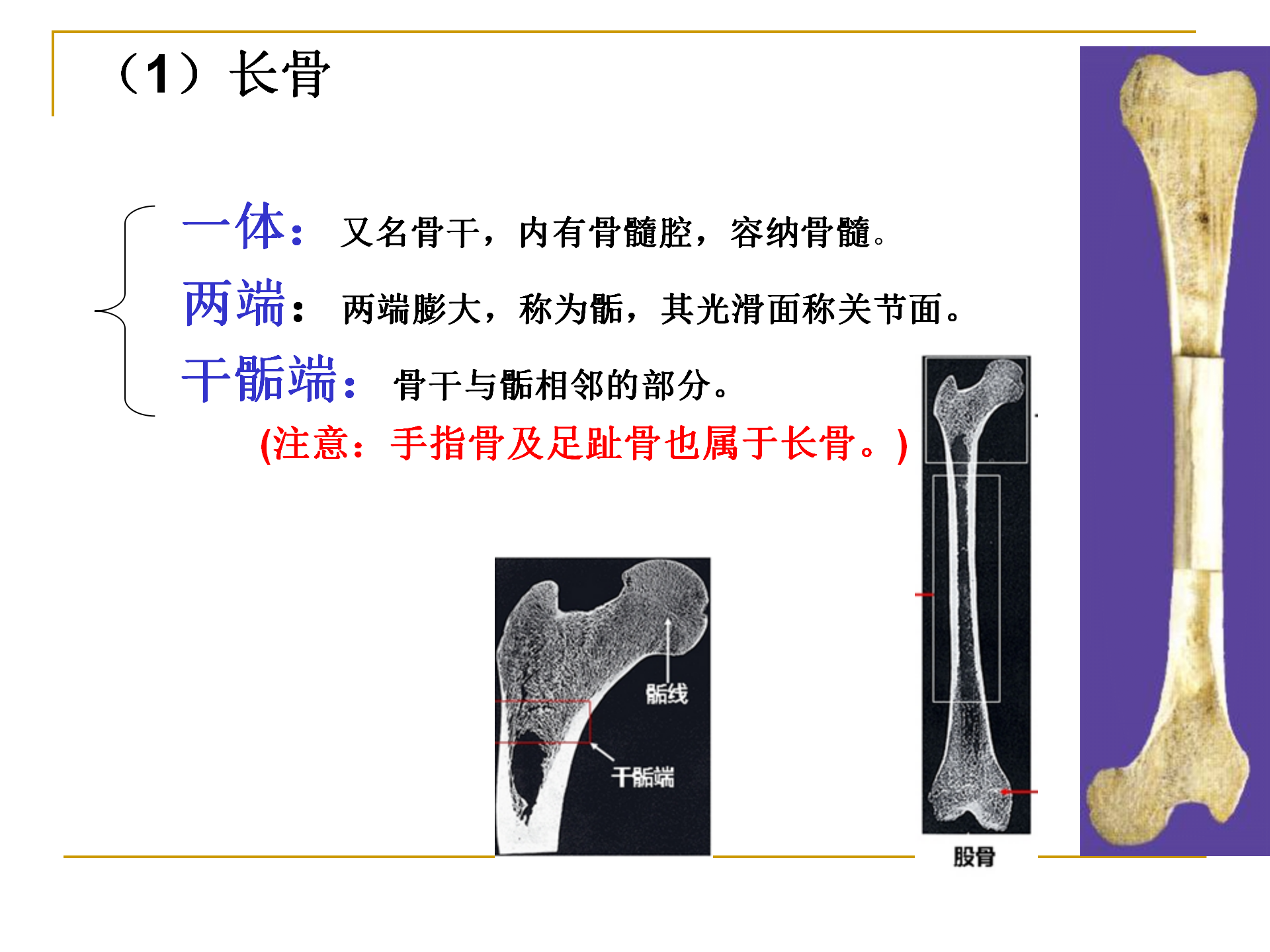 《人体解剖学》--躯干骨解剖_05.png