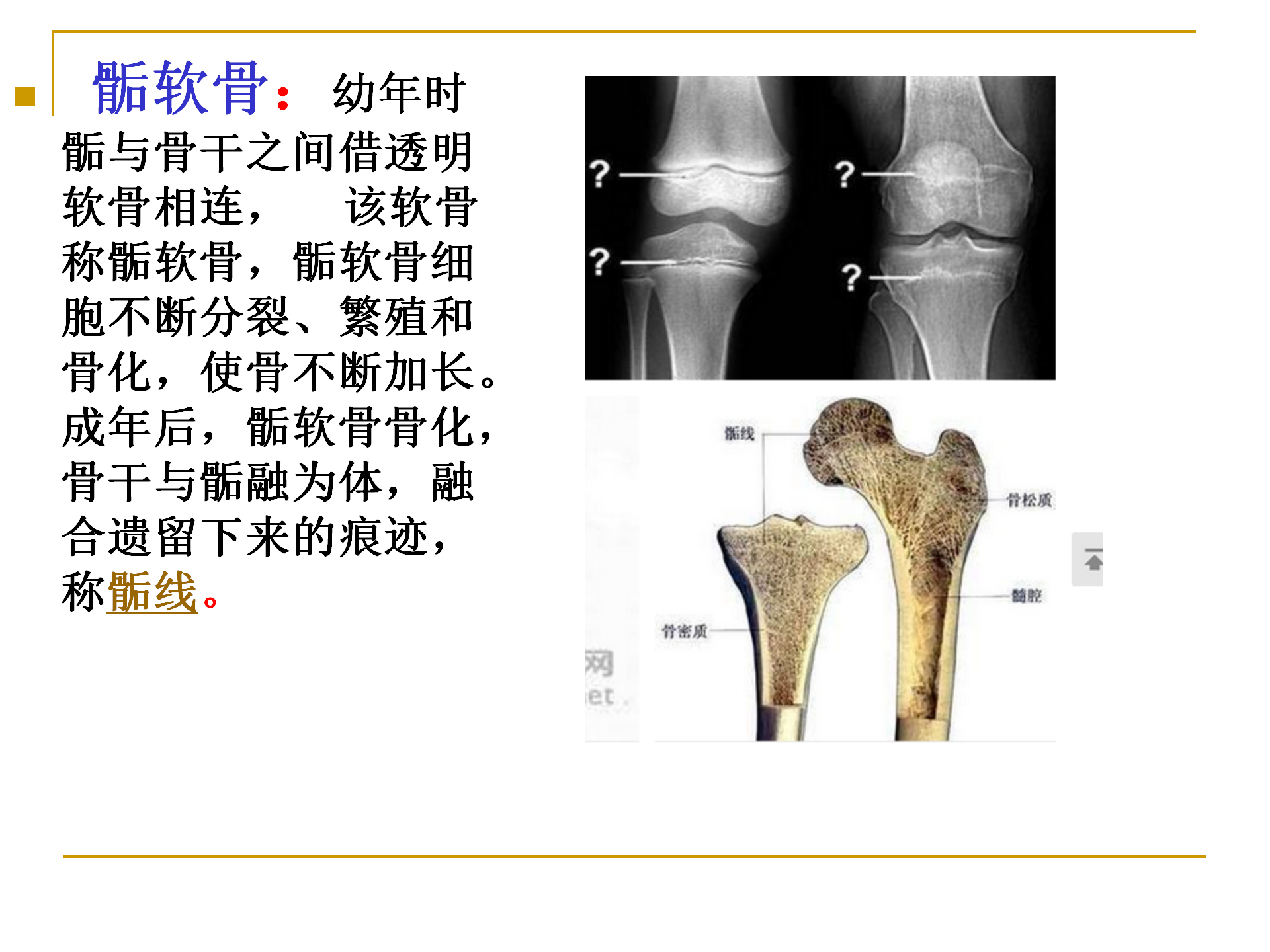 《人体解剖学》--躯干骨解剖_06.png