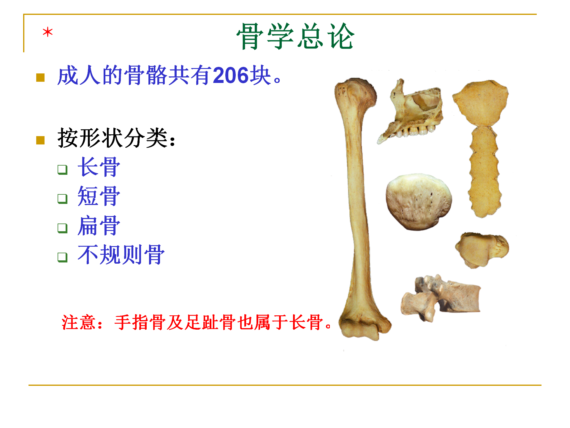 《人体解剖学》--躯干骨解剖_04.png