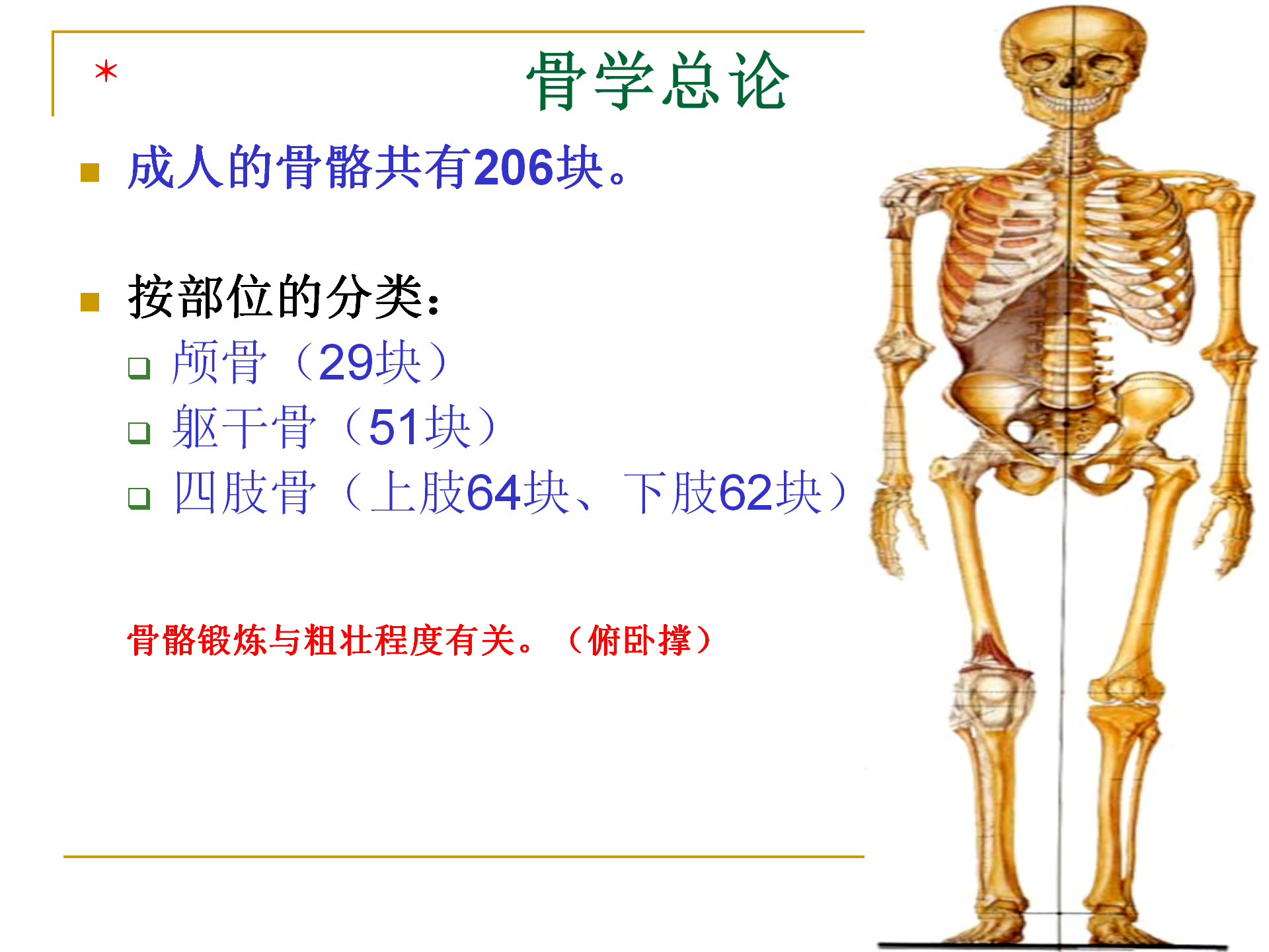 《人体解剖学》--躯干骨解剖_03.png