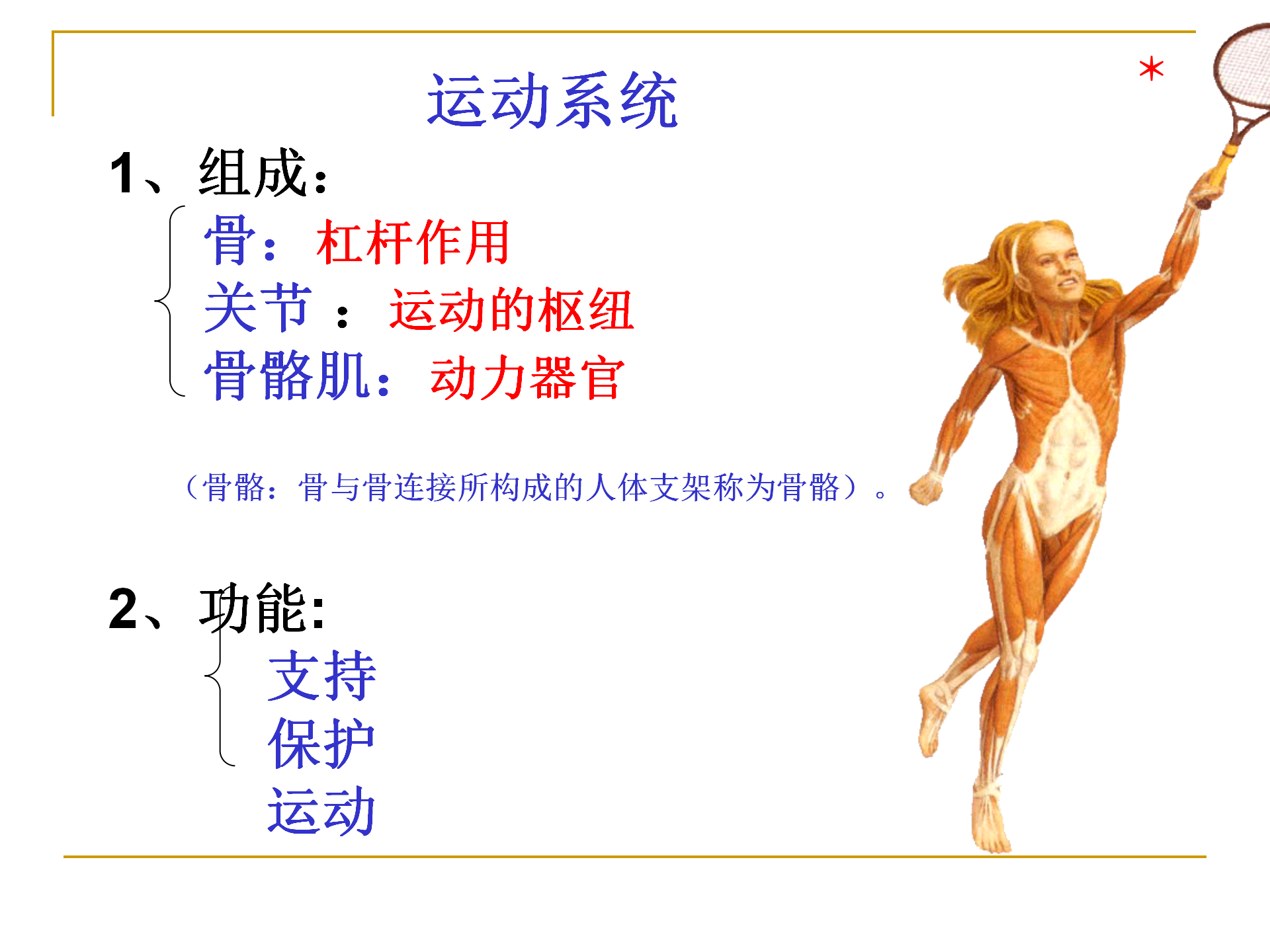 《人体解剖学》--躯干骨解剖_02.png