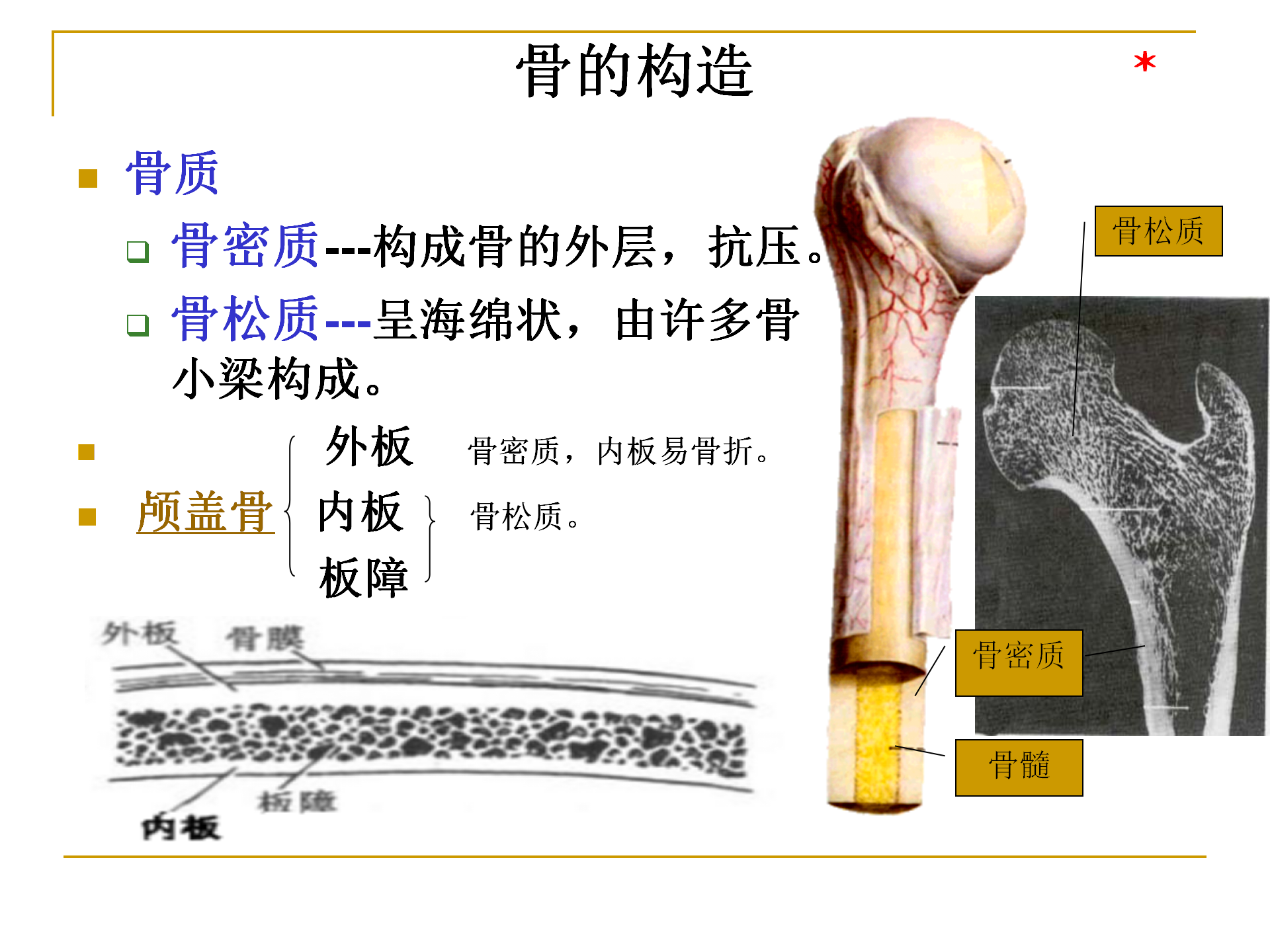 《人体解剖学》--躯干骨解剖_09.png