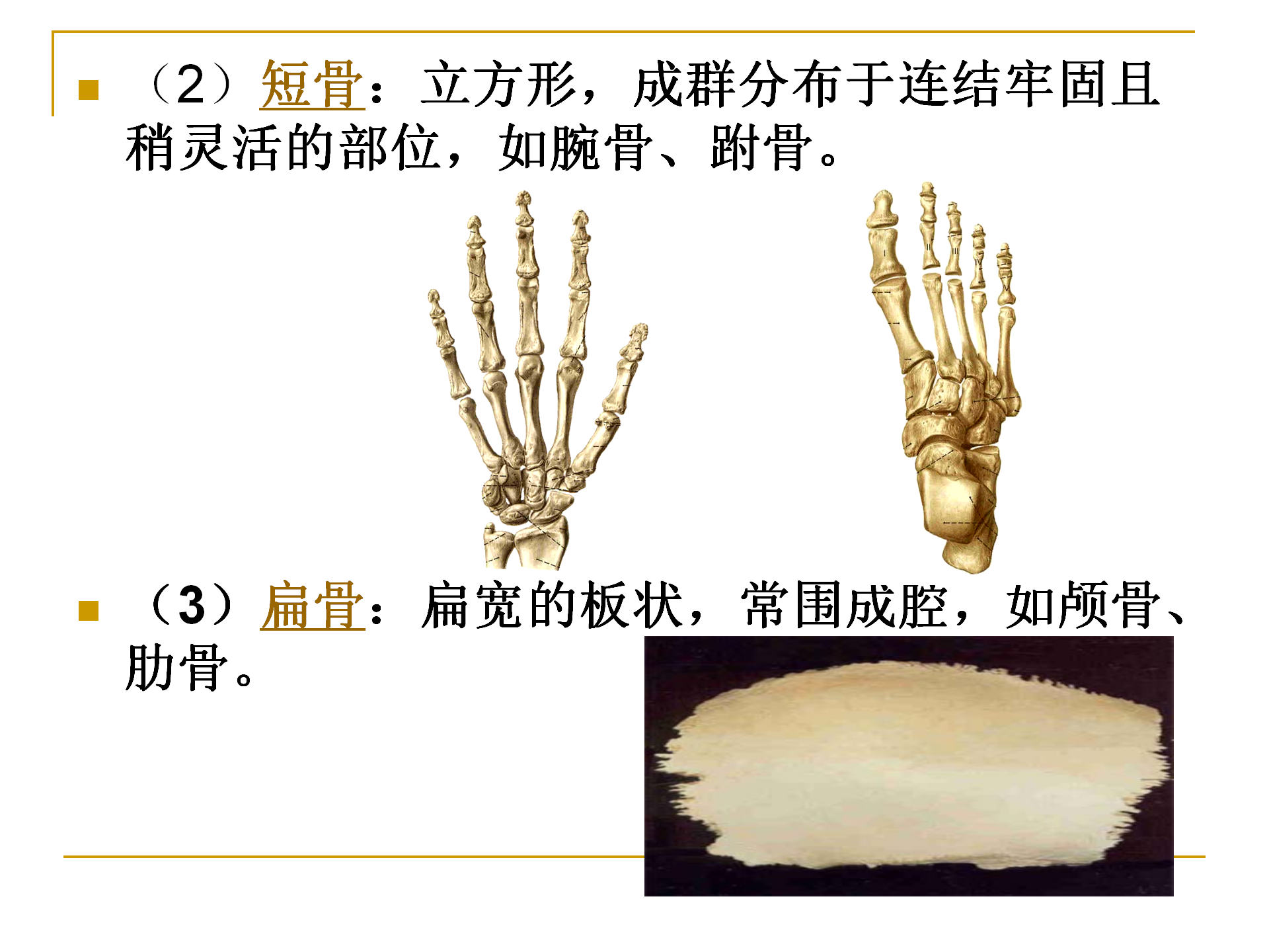 《人体解剖学》--躯干骨解剖_07.png