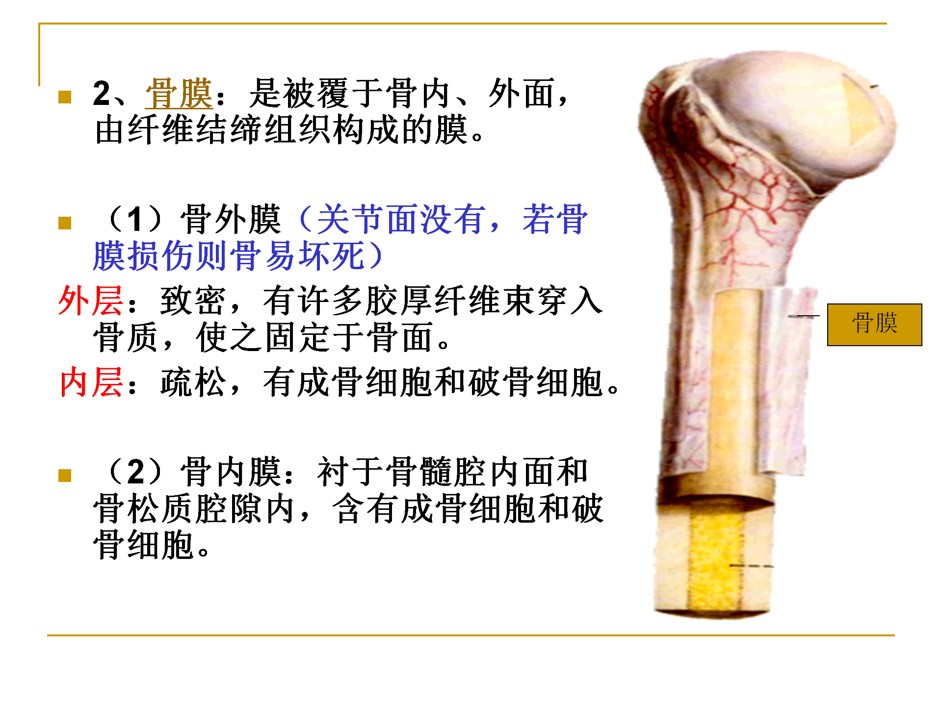 《人体解剖学》--躯干骨解剖_10.png