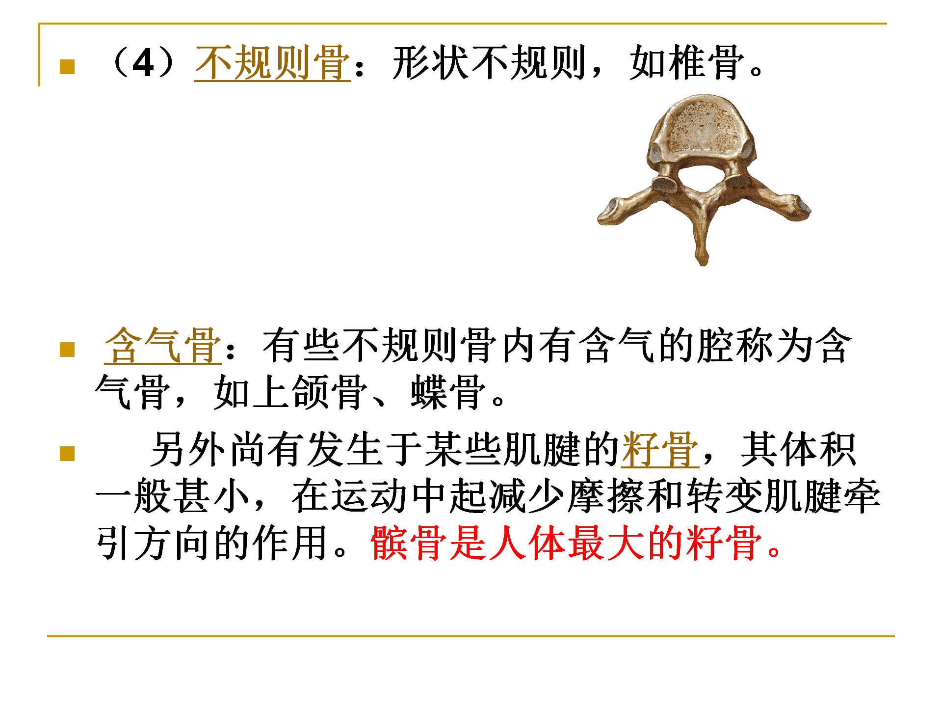 《人体解剖学》--躯干骨解剖_08.png