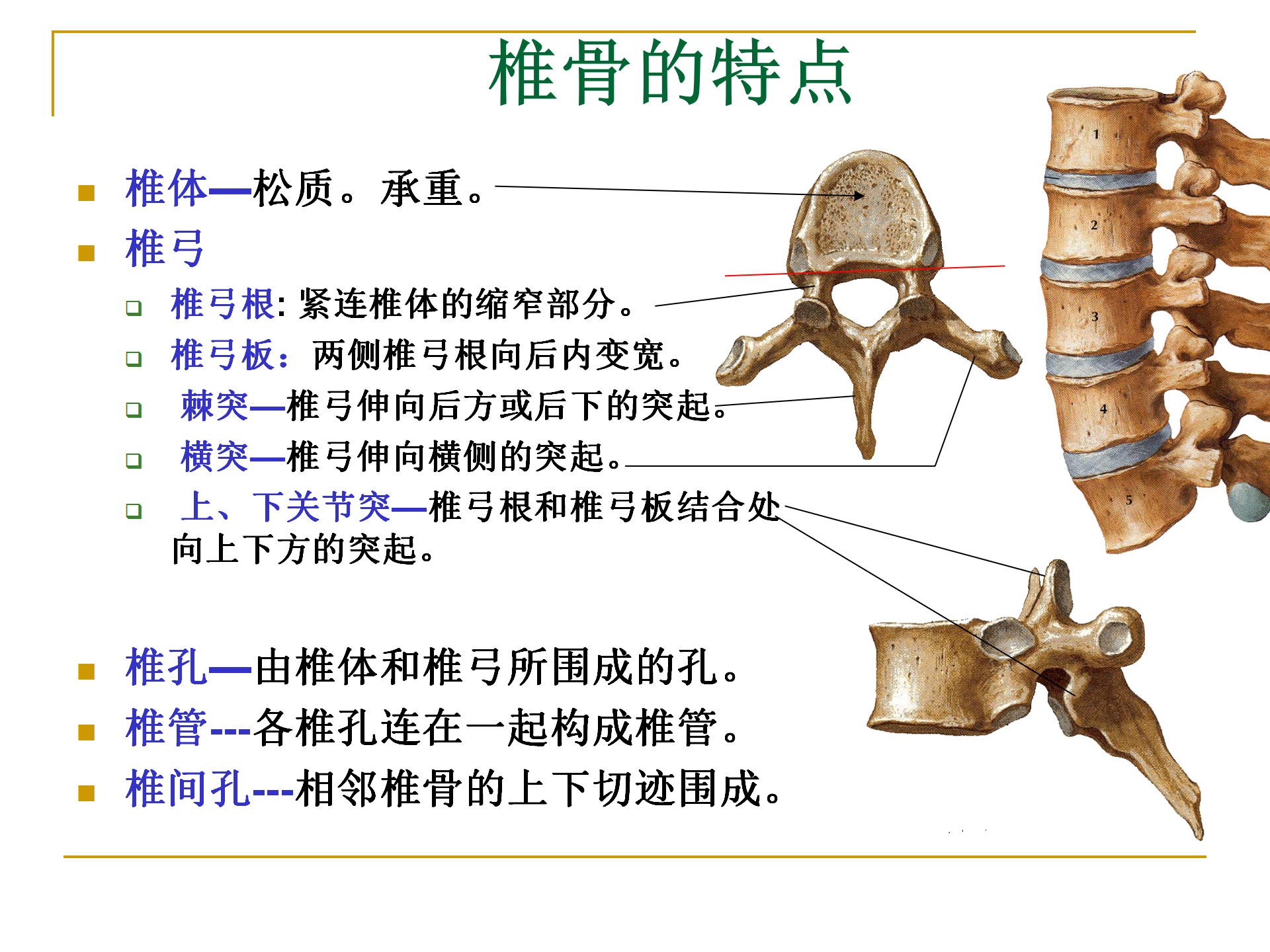 《人体解剖学》--躯干骨解剖_16.png