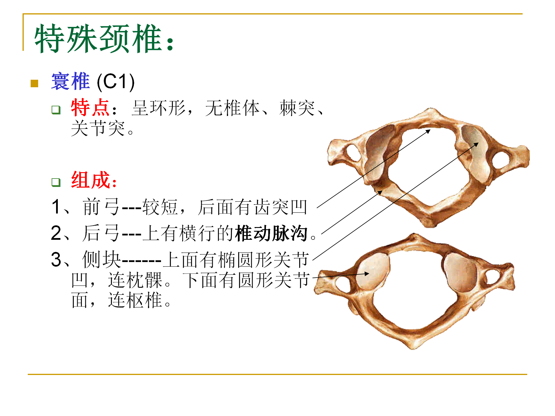 《人体解剖学》--躯干骨解剖_18.png