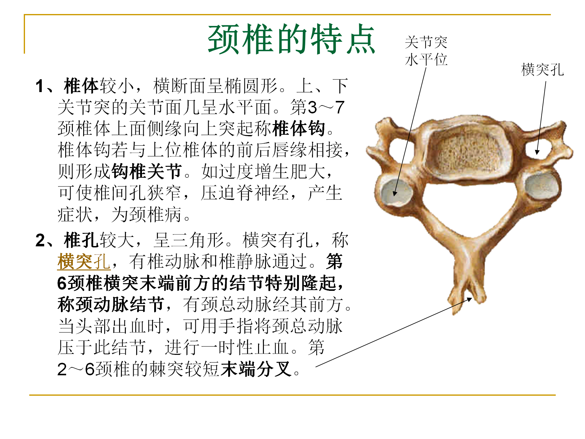 《人体解剖学》--躯干骨解剖_17.png