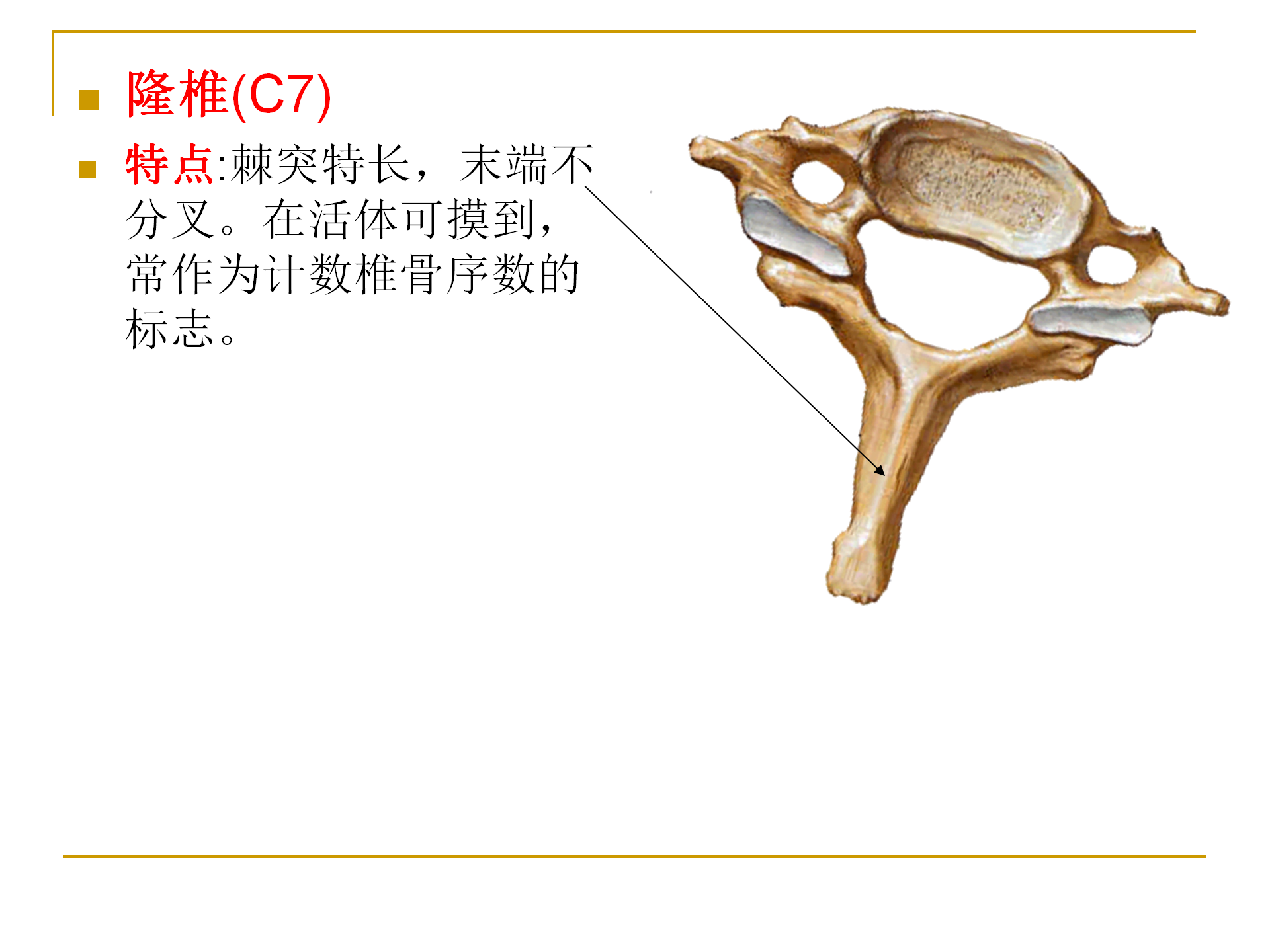 《人体解剖学》--躯干骨解剖_20.png