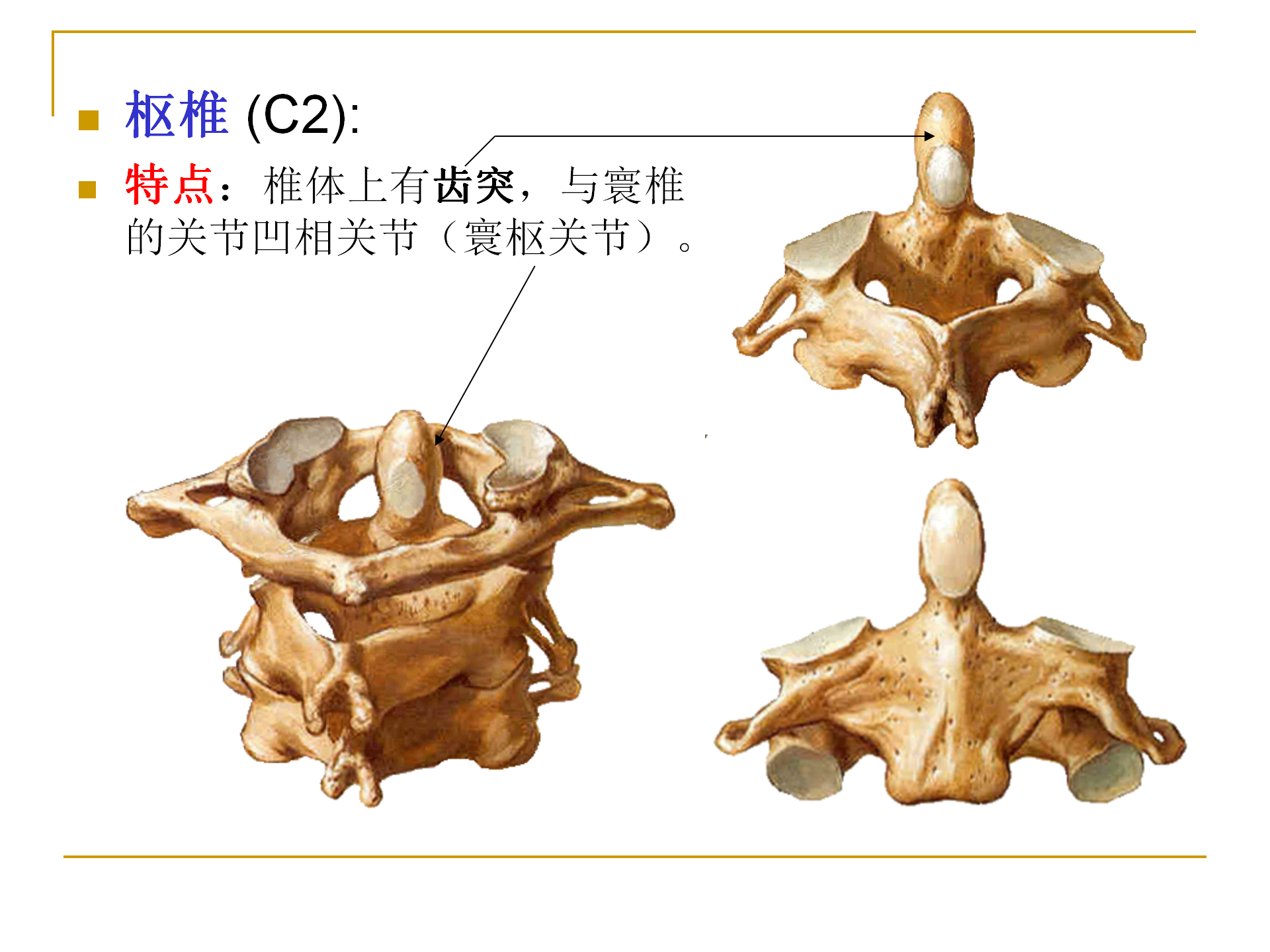 《人体解剖学》--躯干骨解剖_19.png