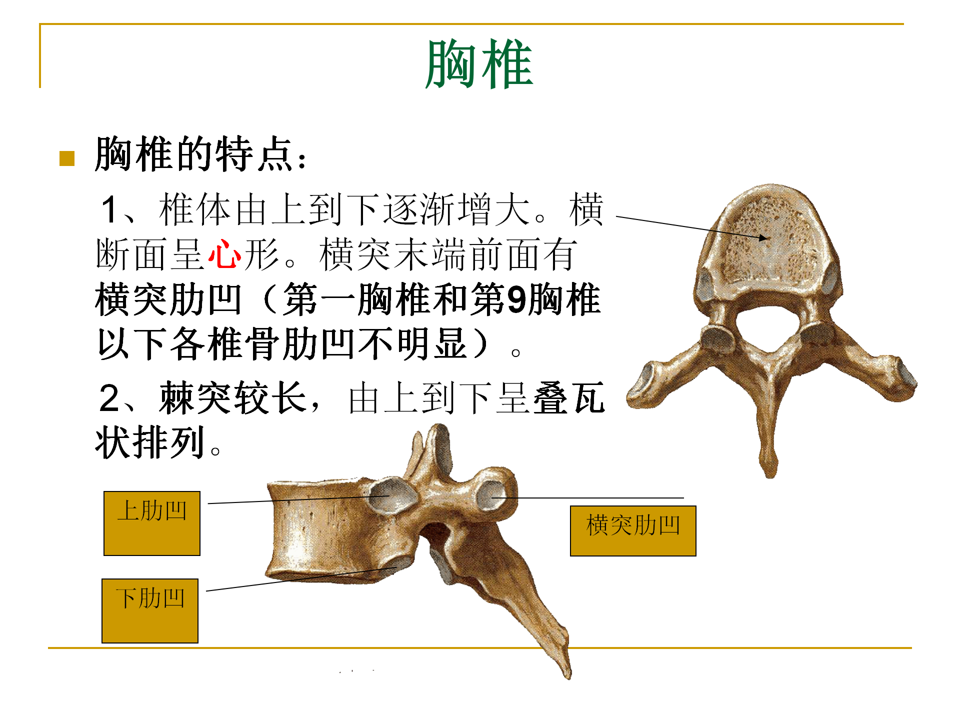 《人体解剖学》--躯干骨解剖_21.png