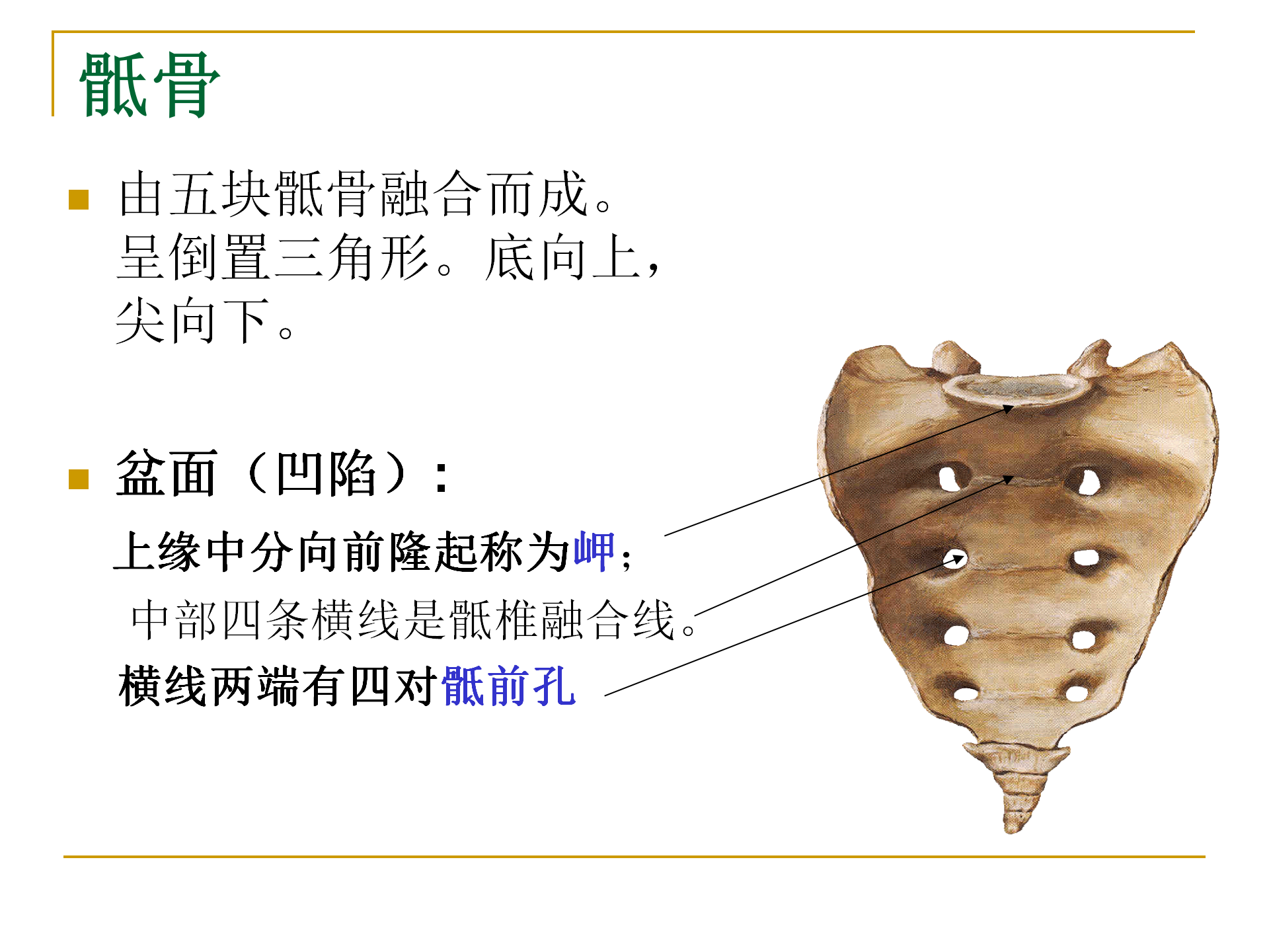 《人体解剖学》--躯干骨解剖_24.png