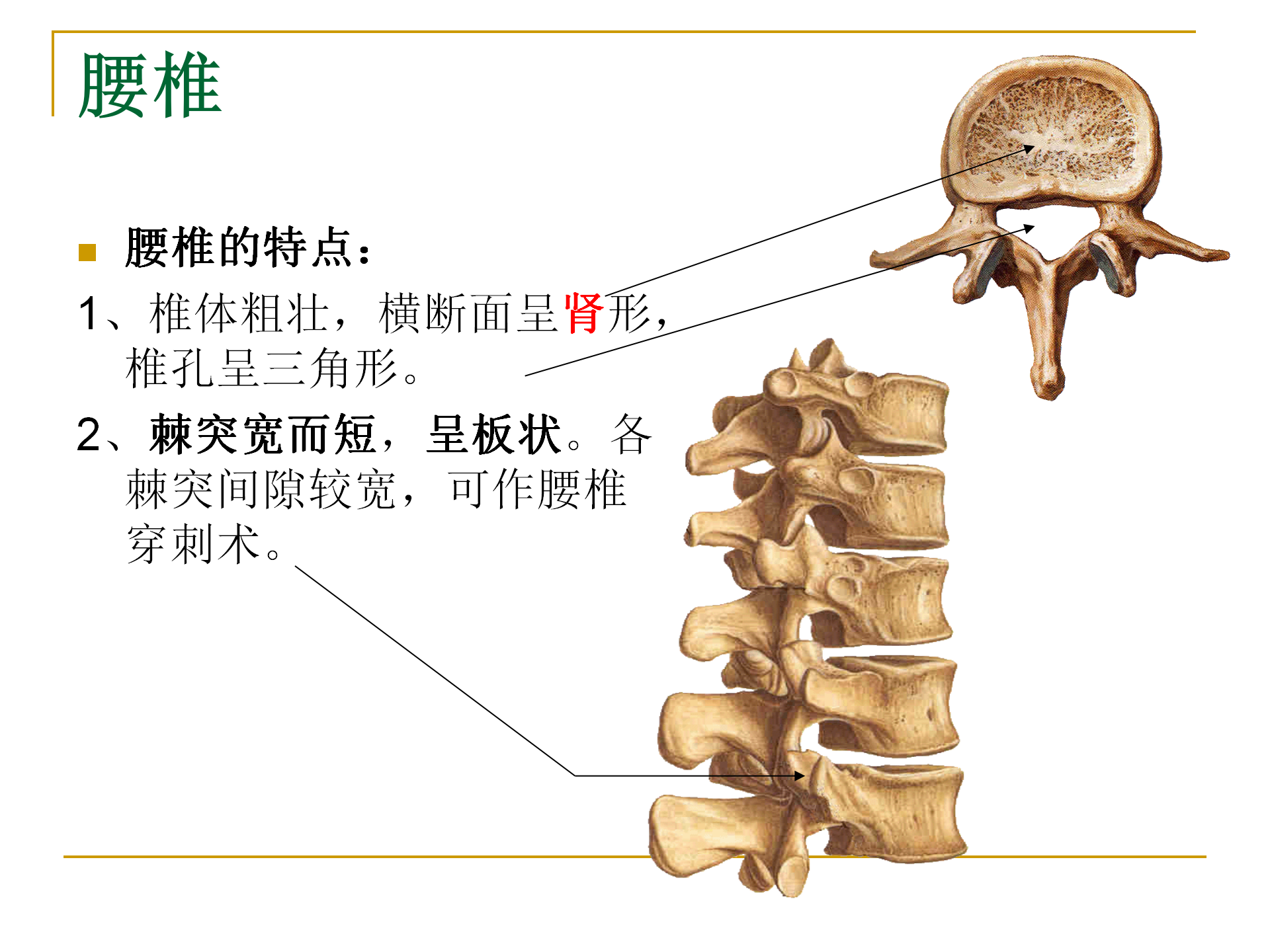 《人体解剖学》--躯干骨解剖_22.png