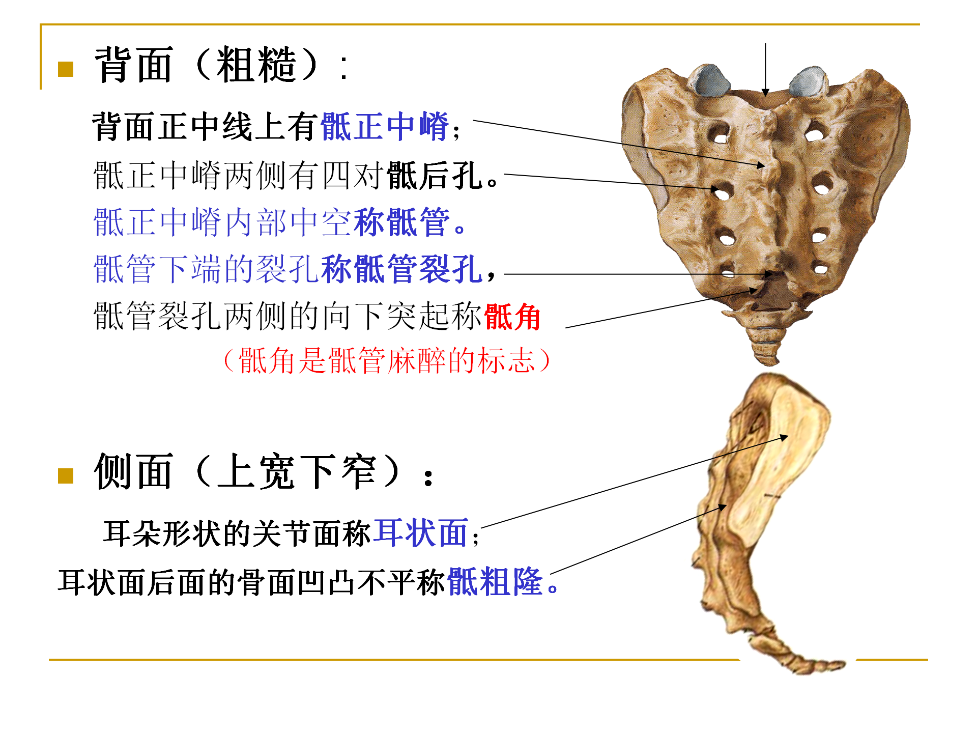 《人体解剖学》--躯干骨解剖_25.png