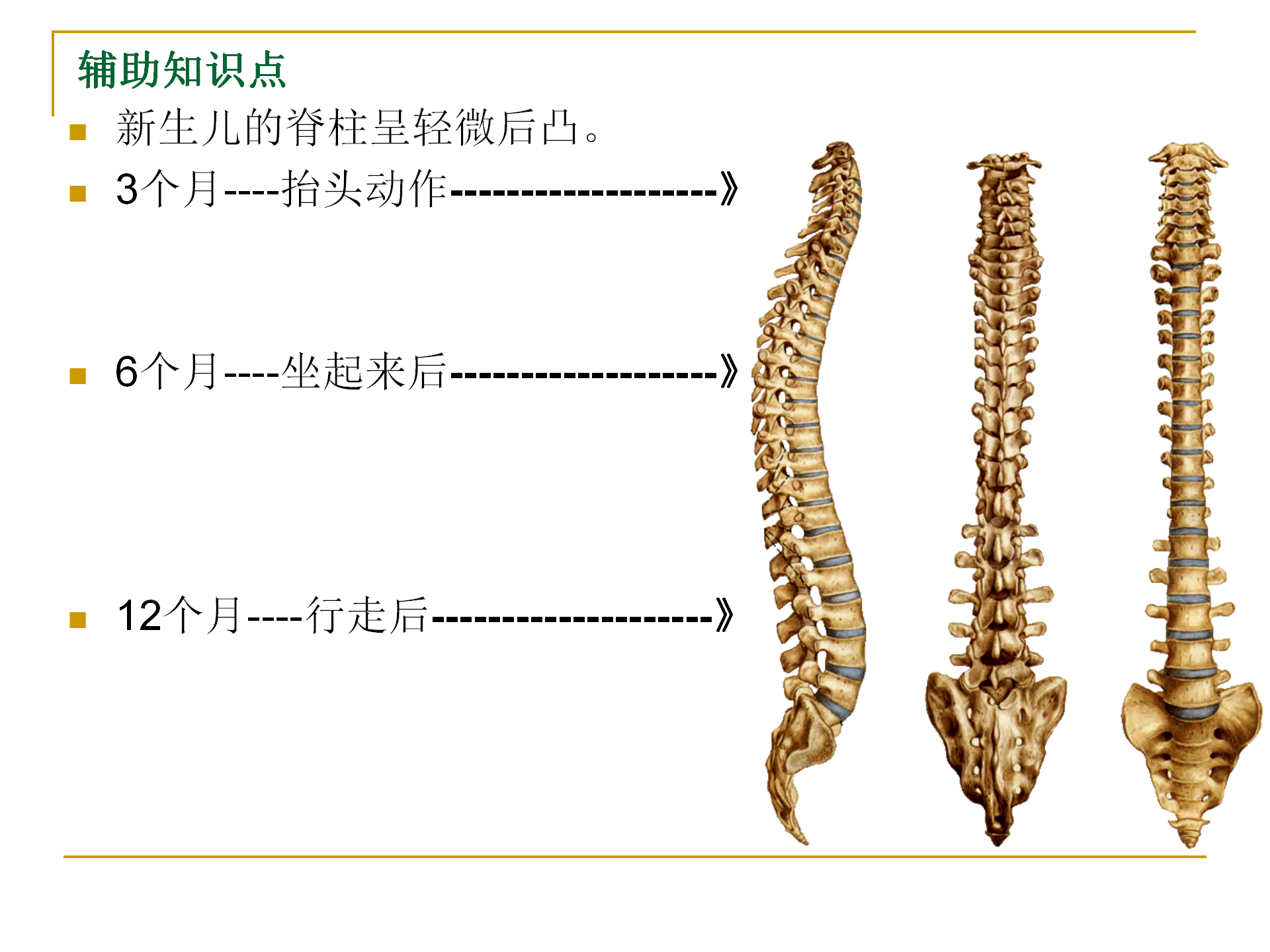 《人体解剖学》--躯干骨解剖_27.png