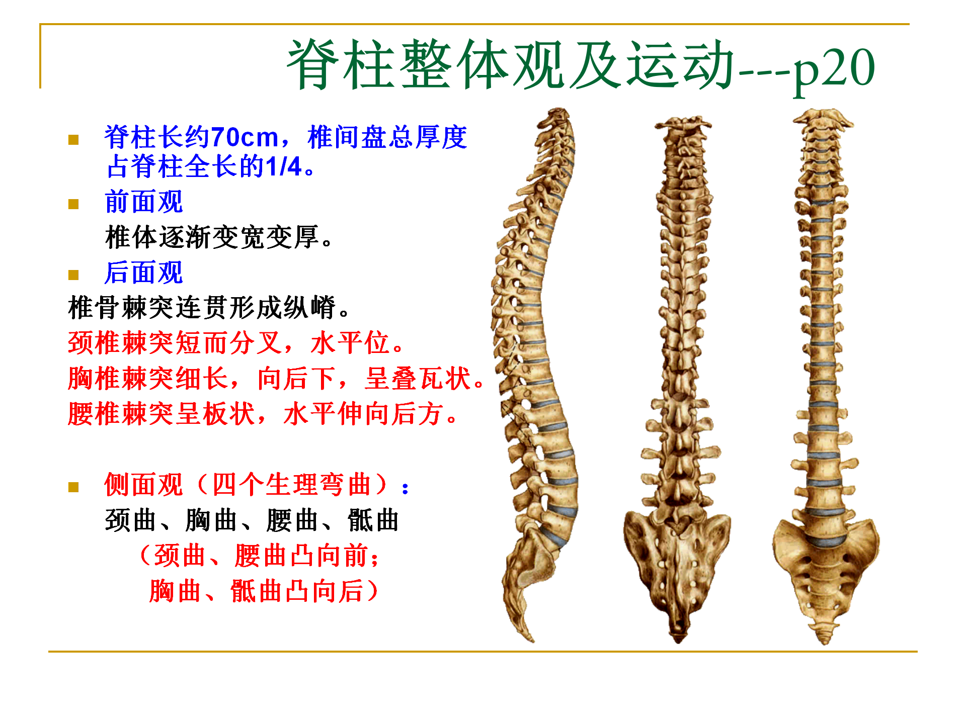 《人体解剖学》--躯干骨解剖_26.png