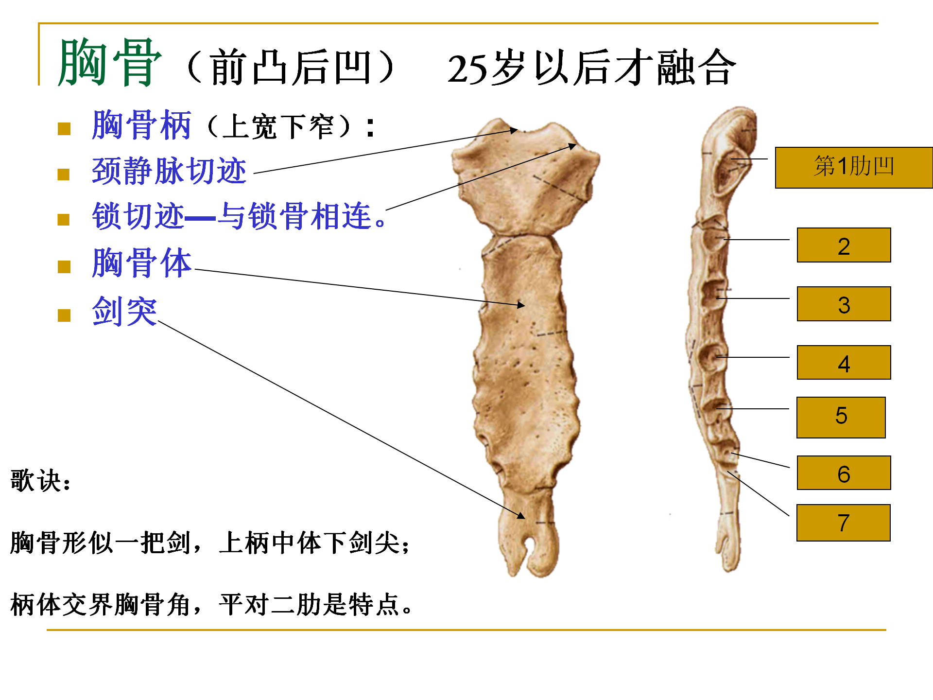 《人体解剖学》--躯干骨解剖_29.png