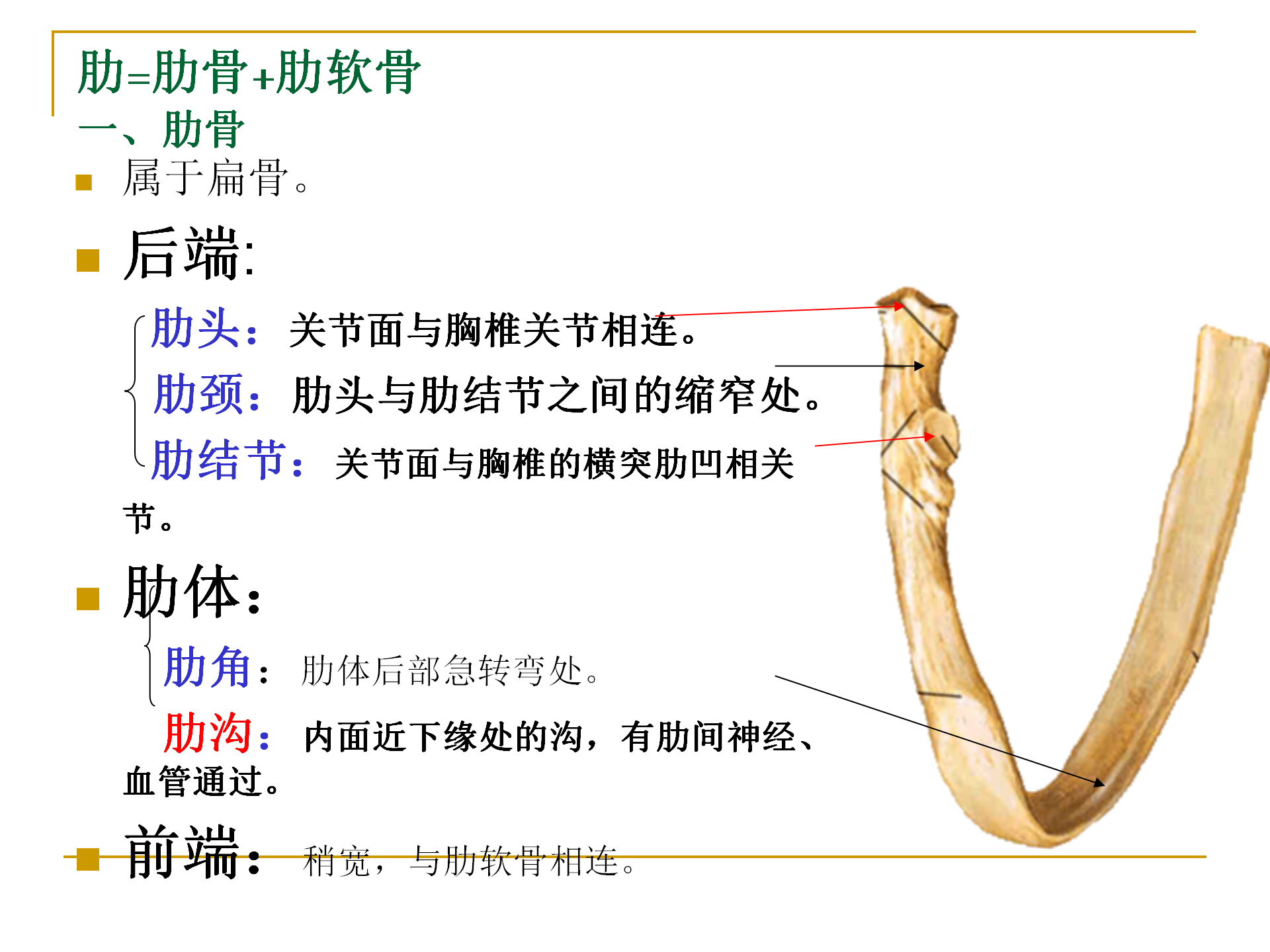 《人体解剖学》--躯干骨解剖_31.png