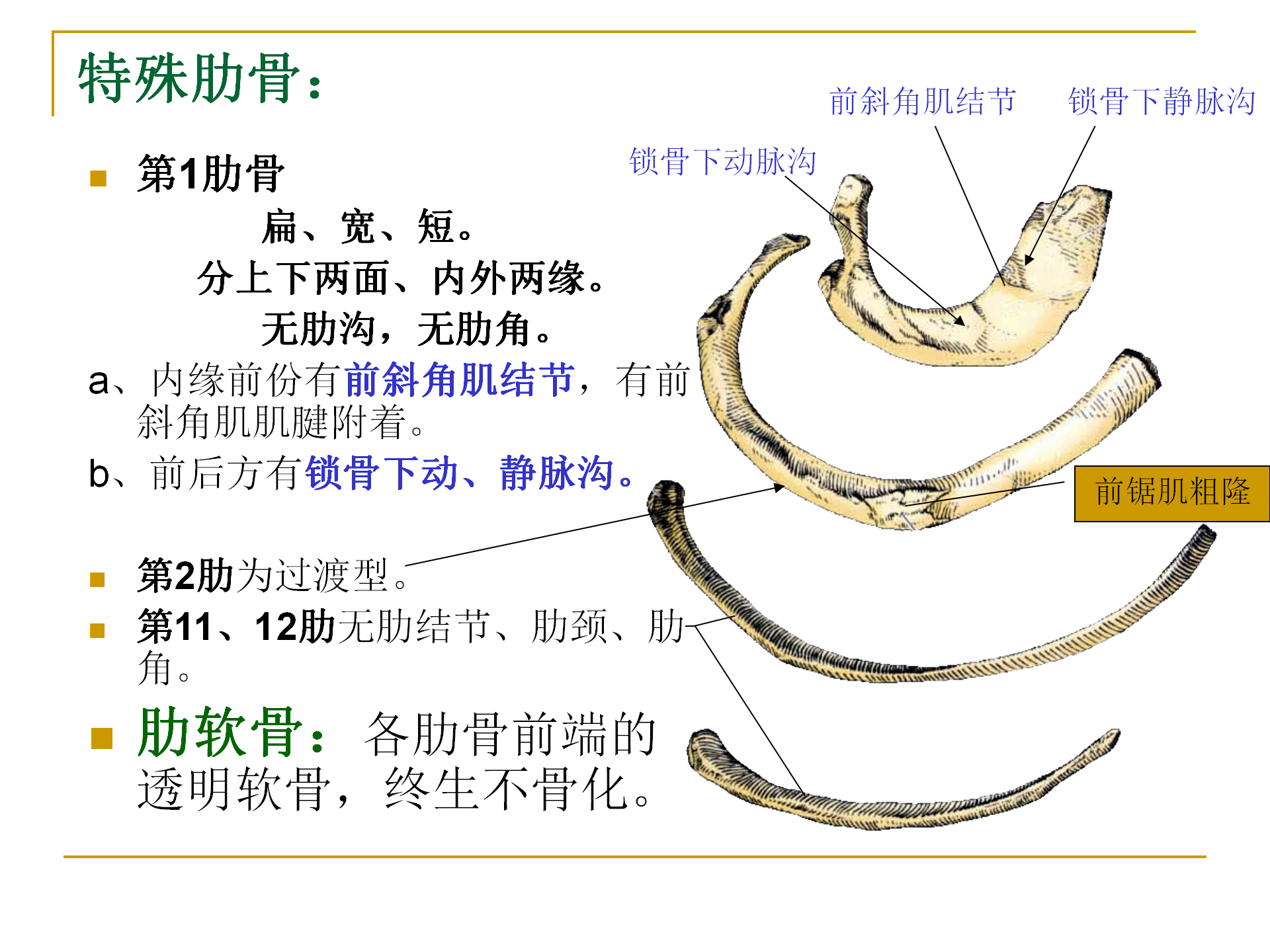 《人体解剖学》--躯干骨解剖_32.png