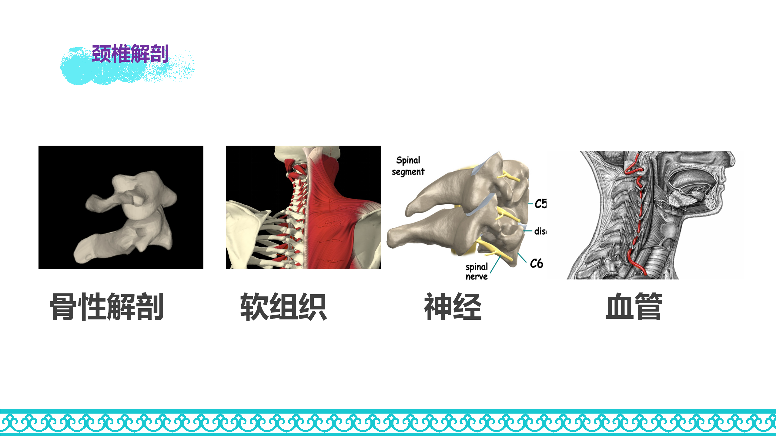 颈部解剖_07.png