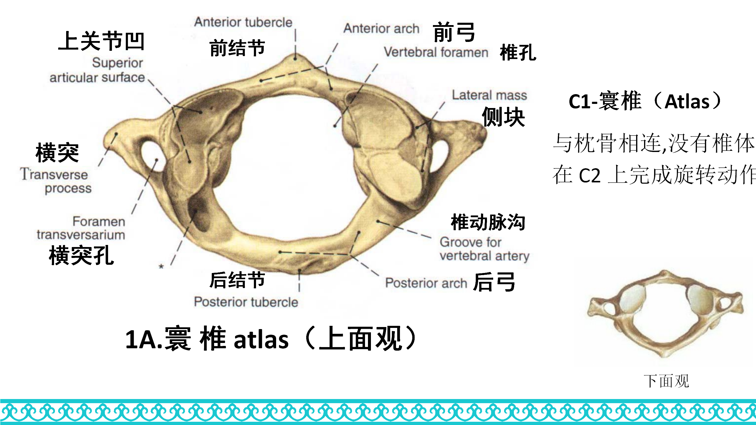 颈部解剖_09.png