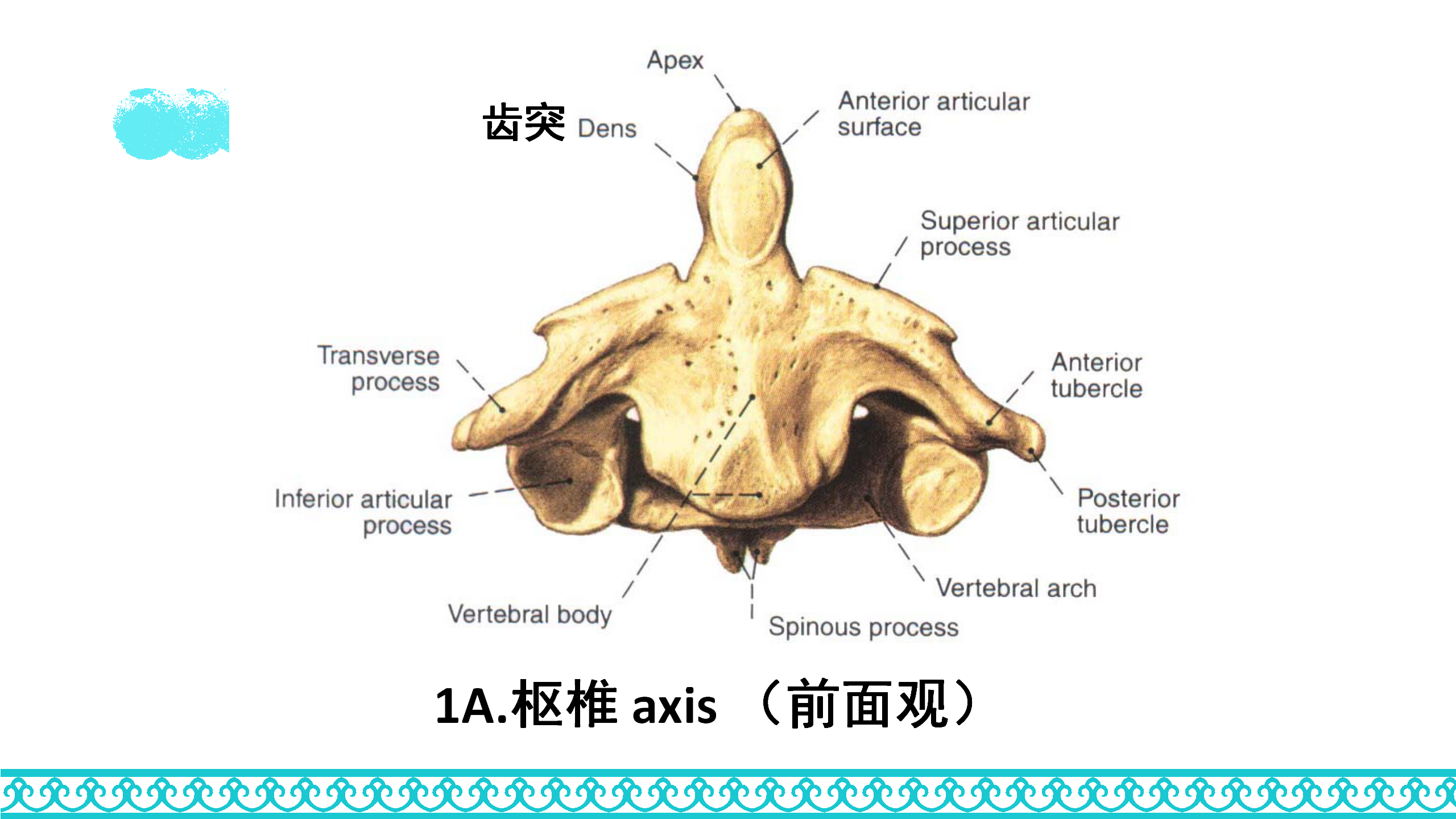 颈部解剖_10.png