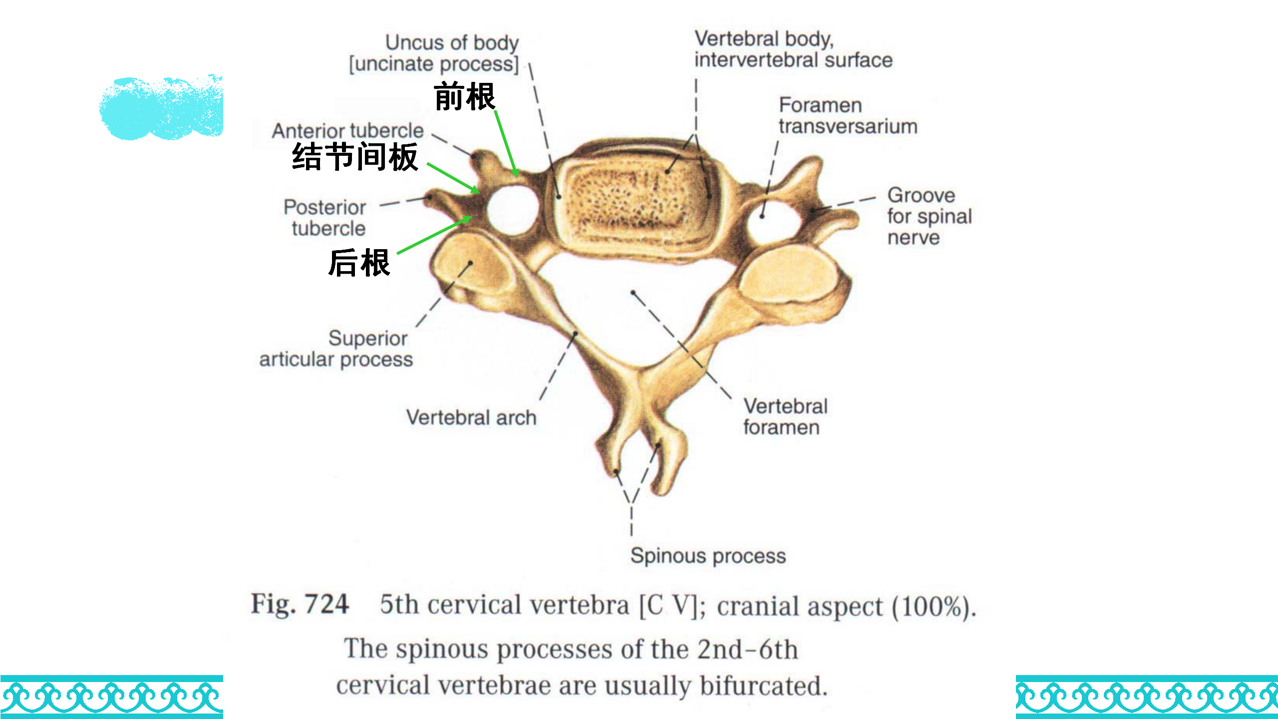 颈部解剖_14.png