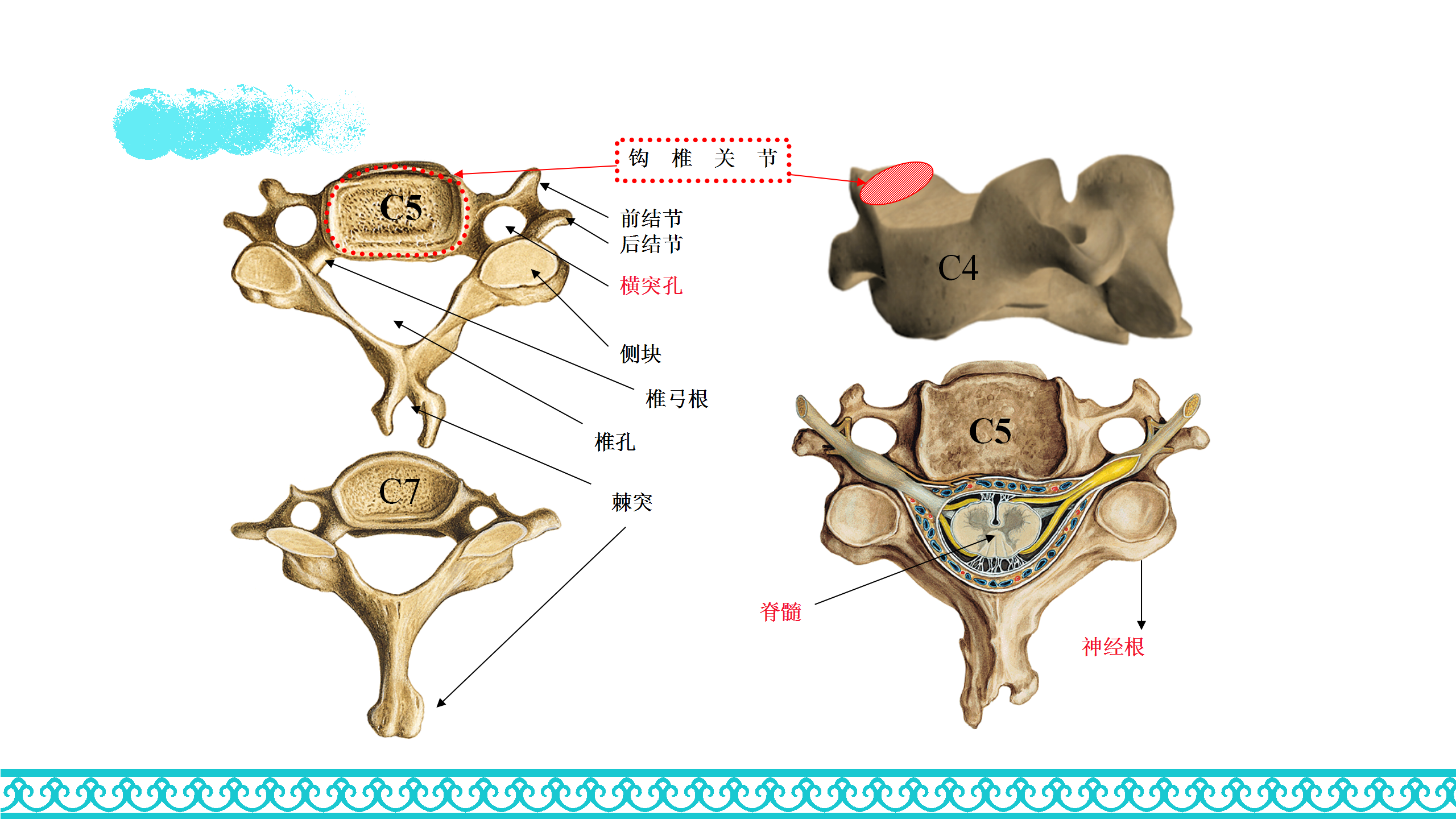 颈部解剖_15.png