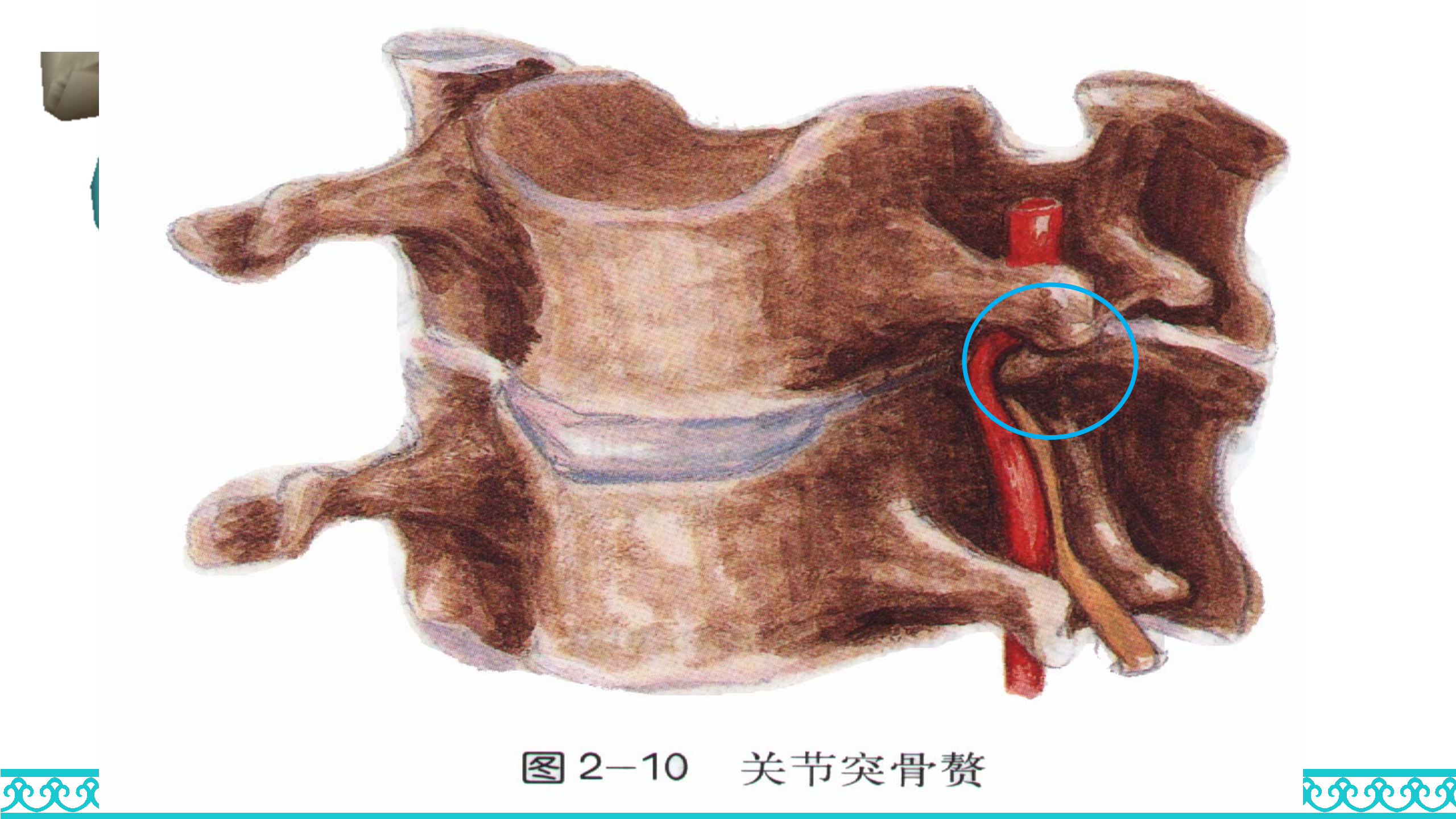 颈部解剖_17.png