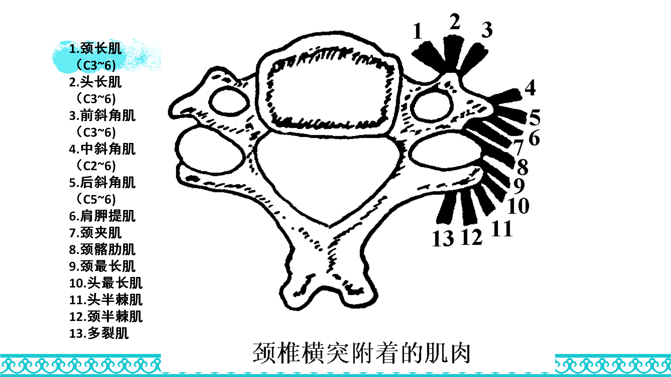 颈部解剖_19.png