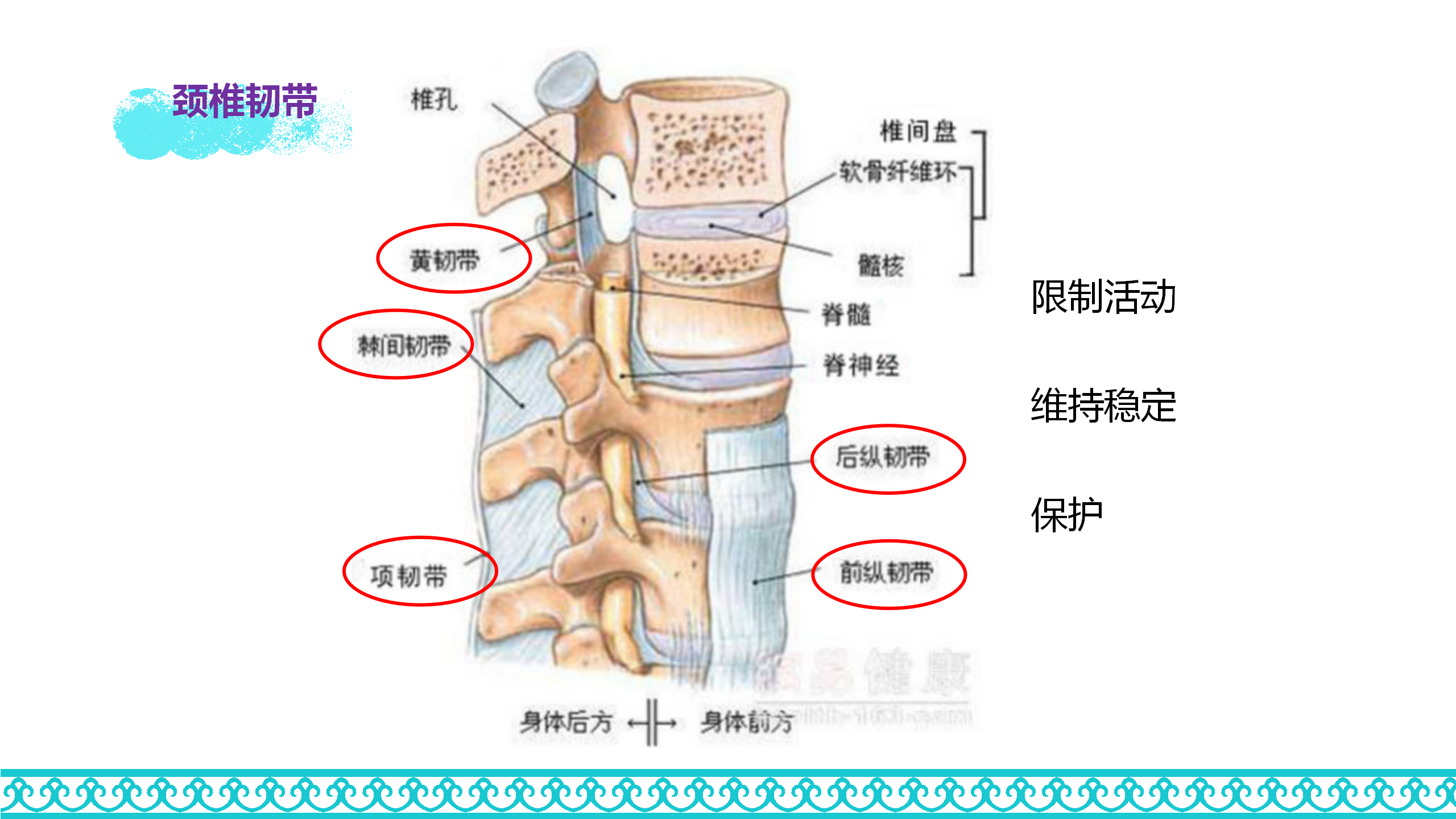 颈部解剖_27.png