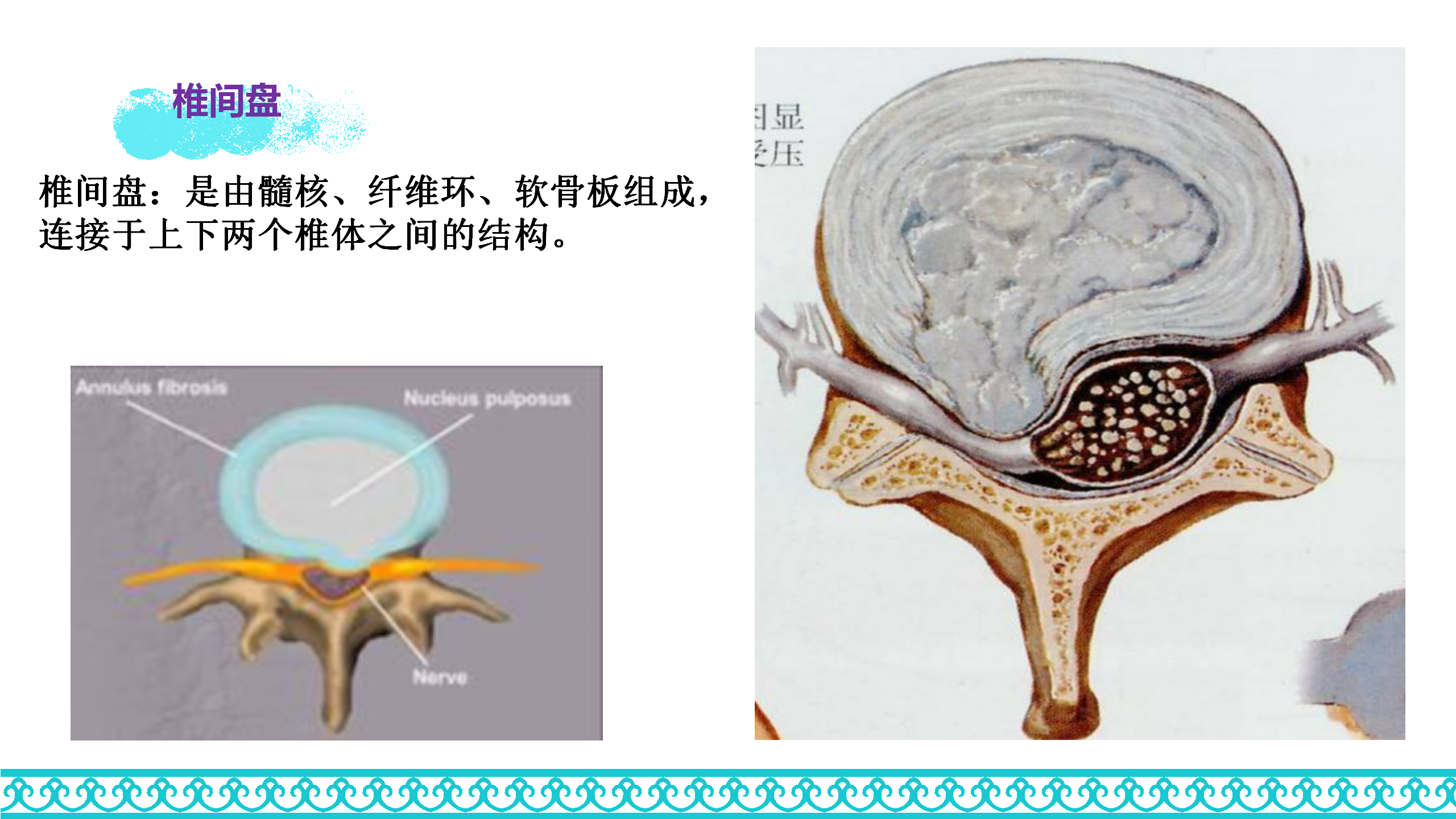 颈部解剖_25.png