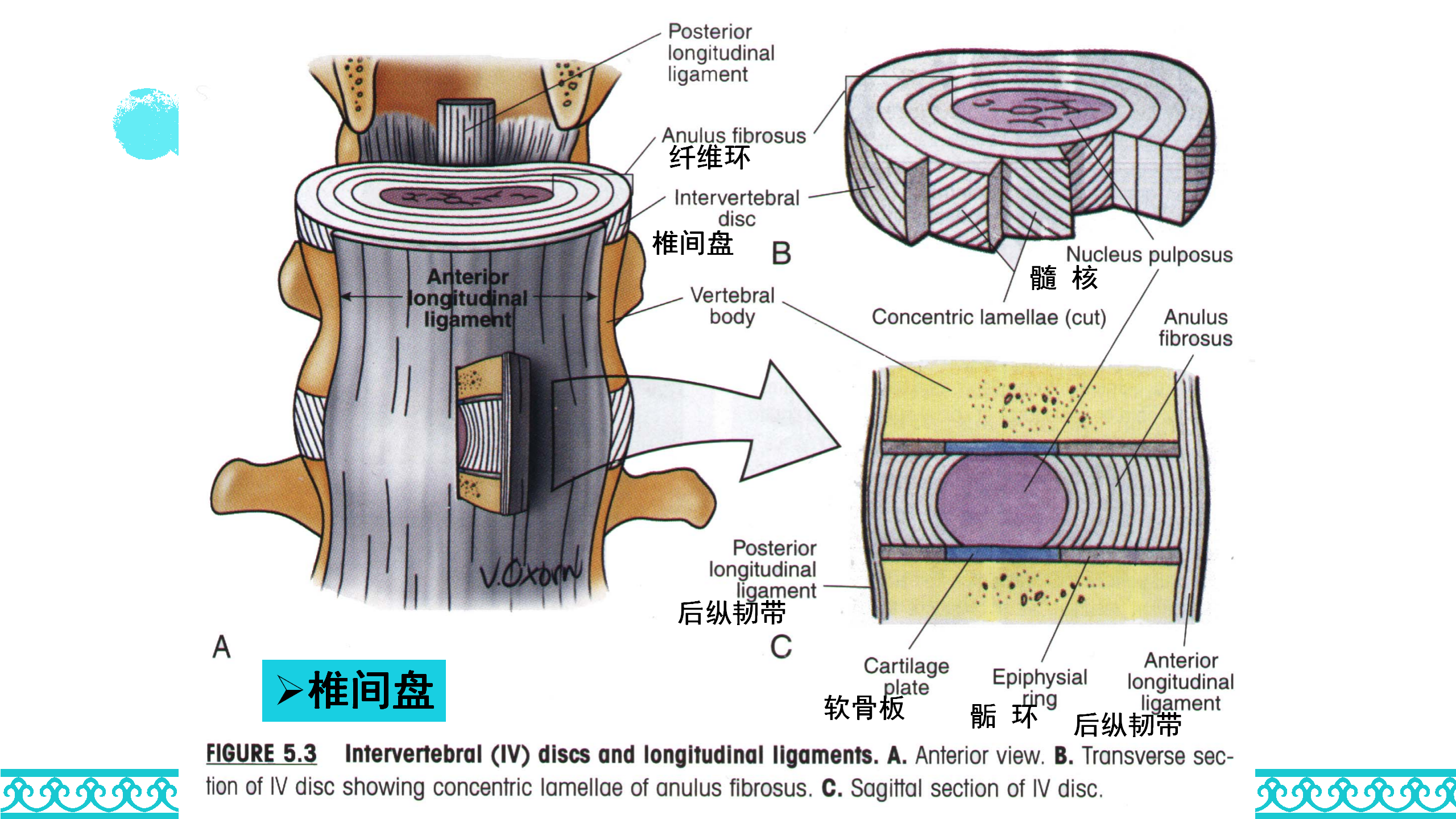 颈部解剖_26.png