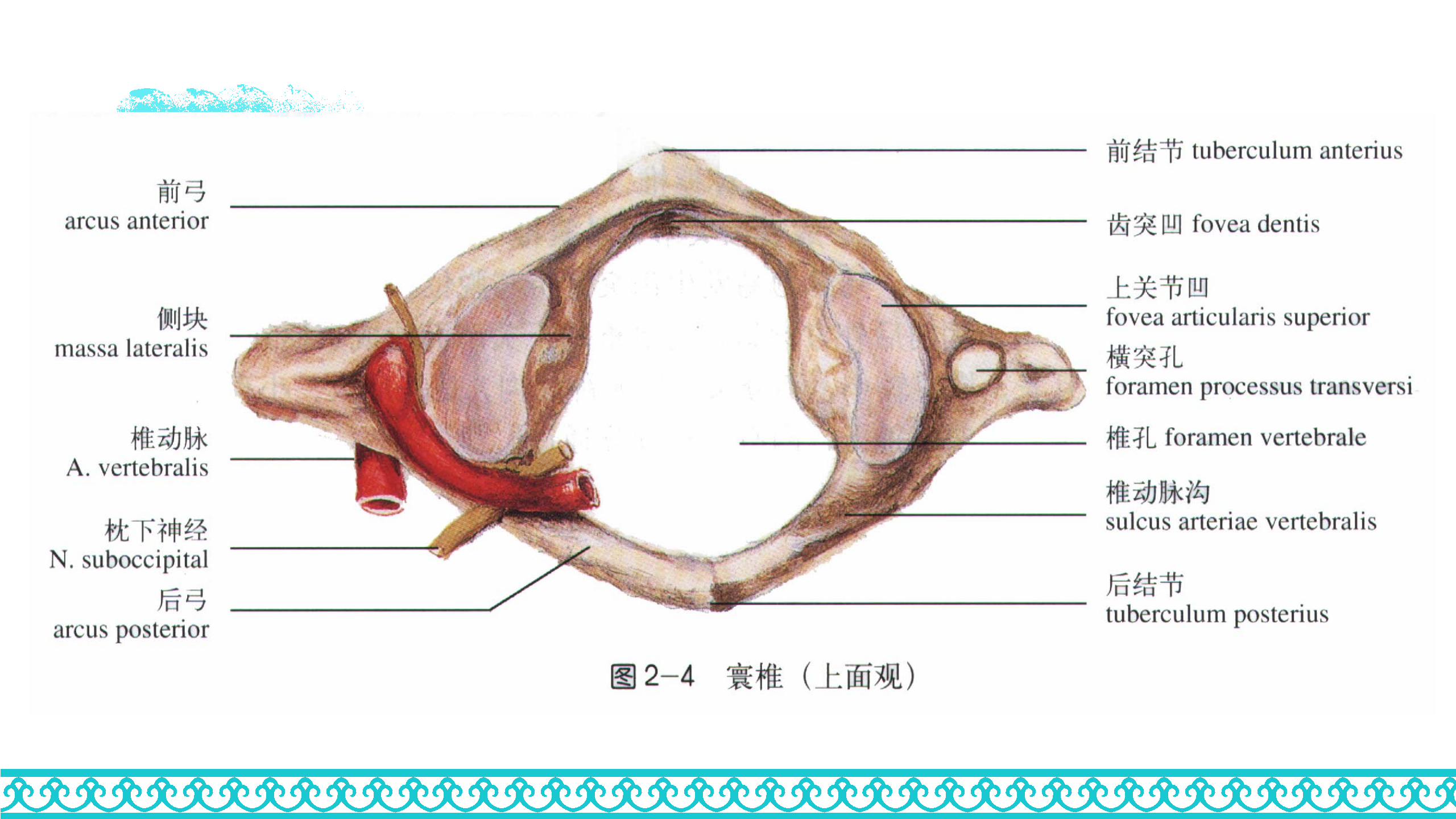 颈部解剖_30.png