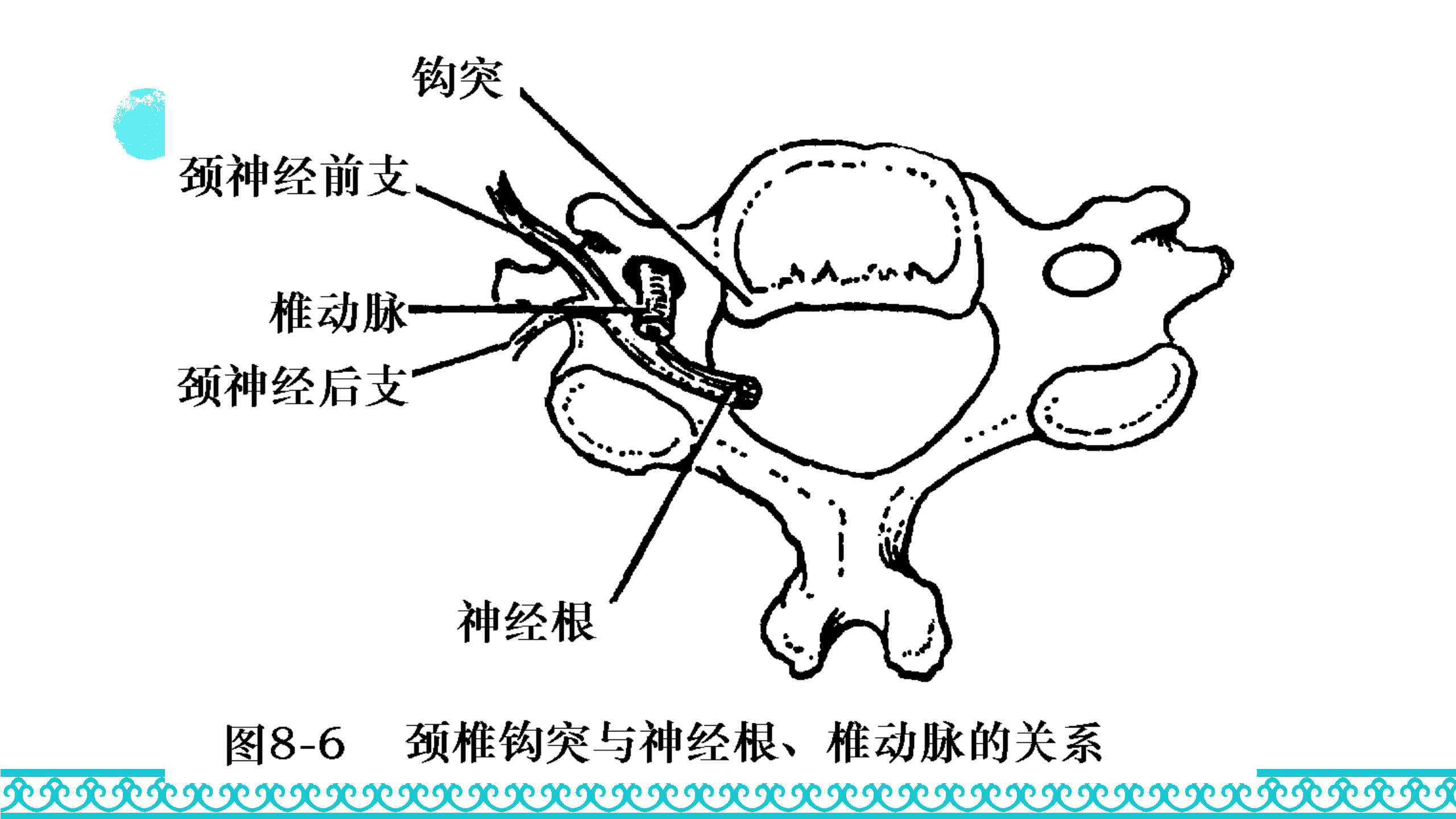 颈部解剖_33.png