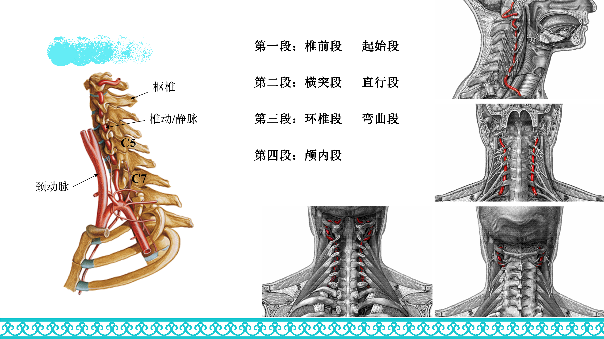 颈部解剖_32.png