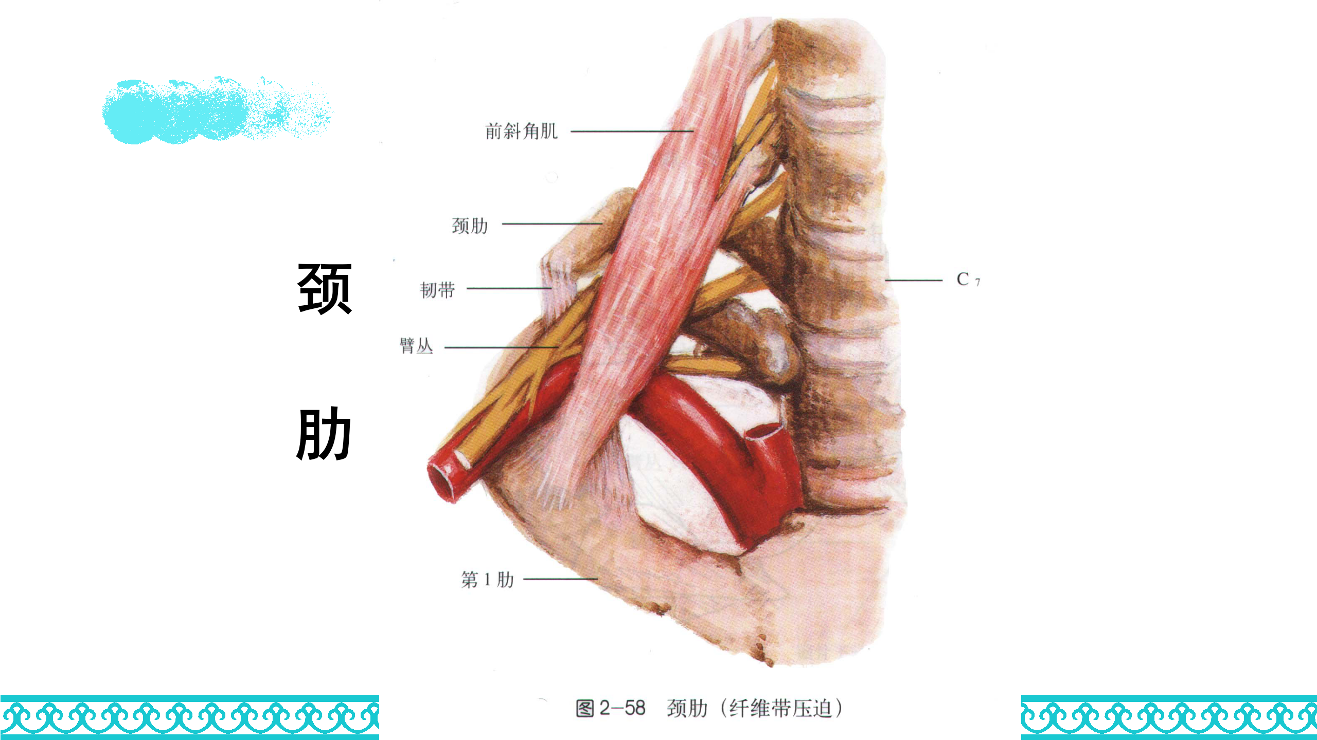颈部解剖_34.png