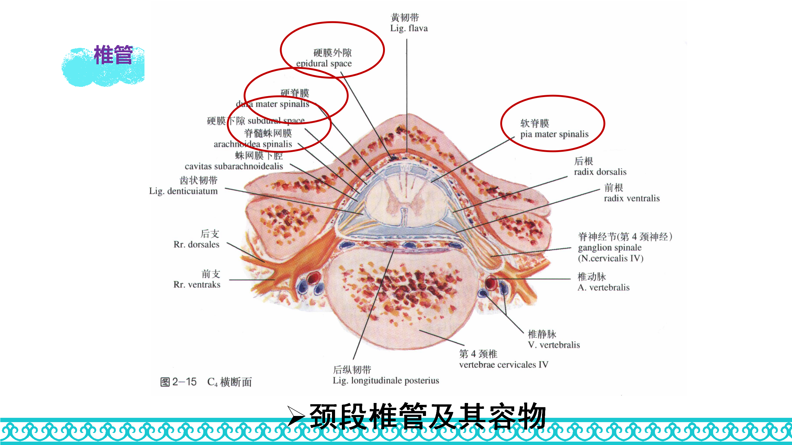 颈部解剖_35.png
