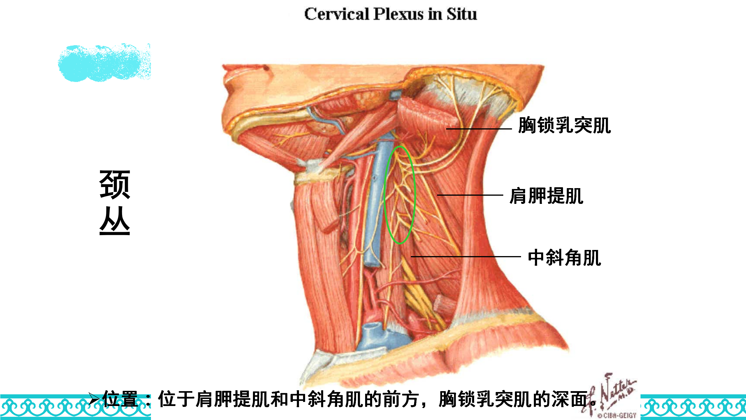 颈部解剖_44.png
