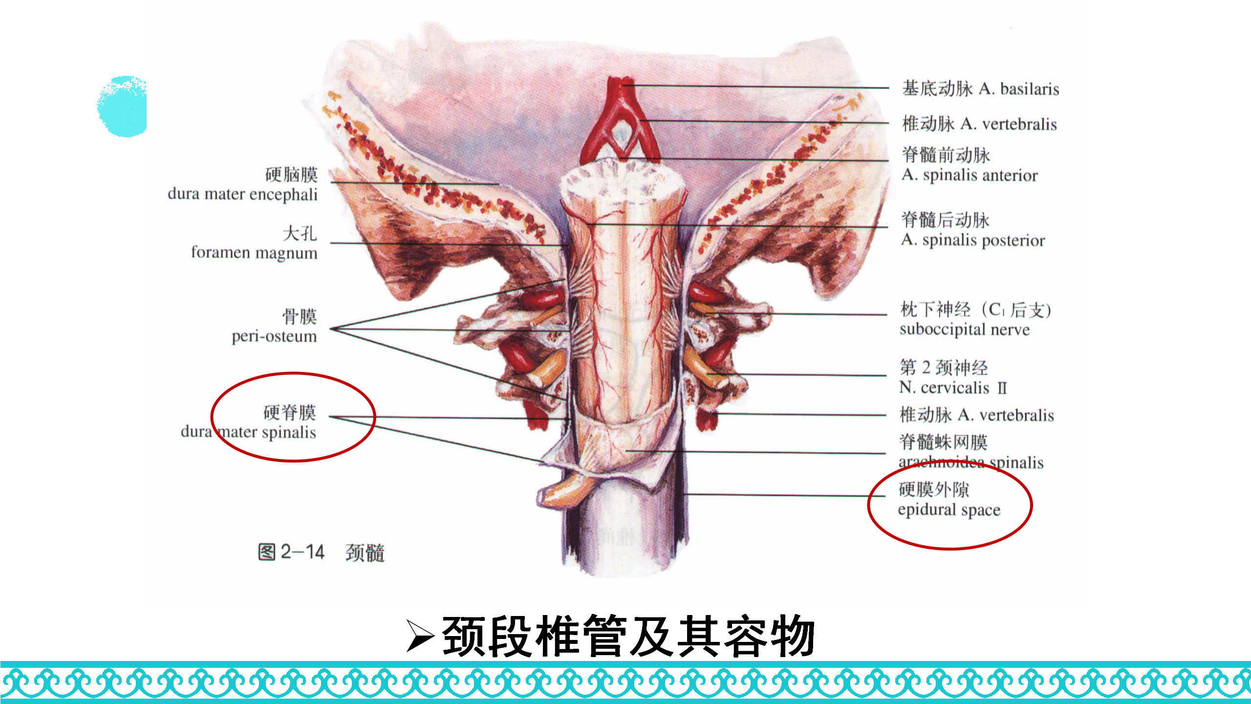 颈部解剖_36.png