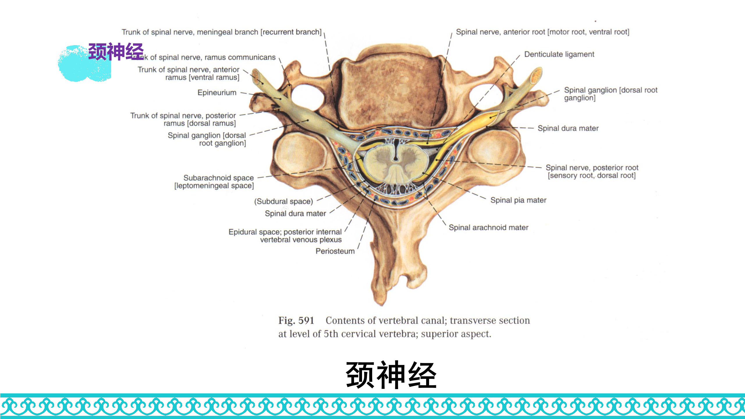 颈部解剖_38.png