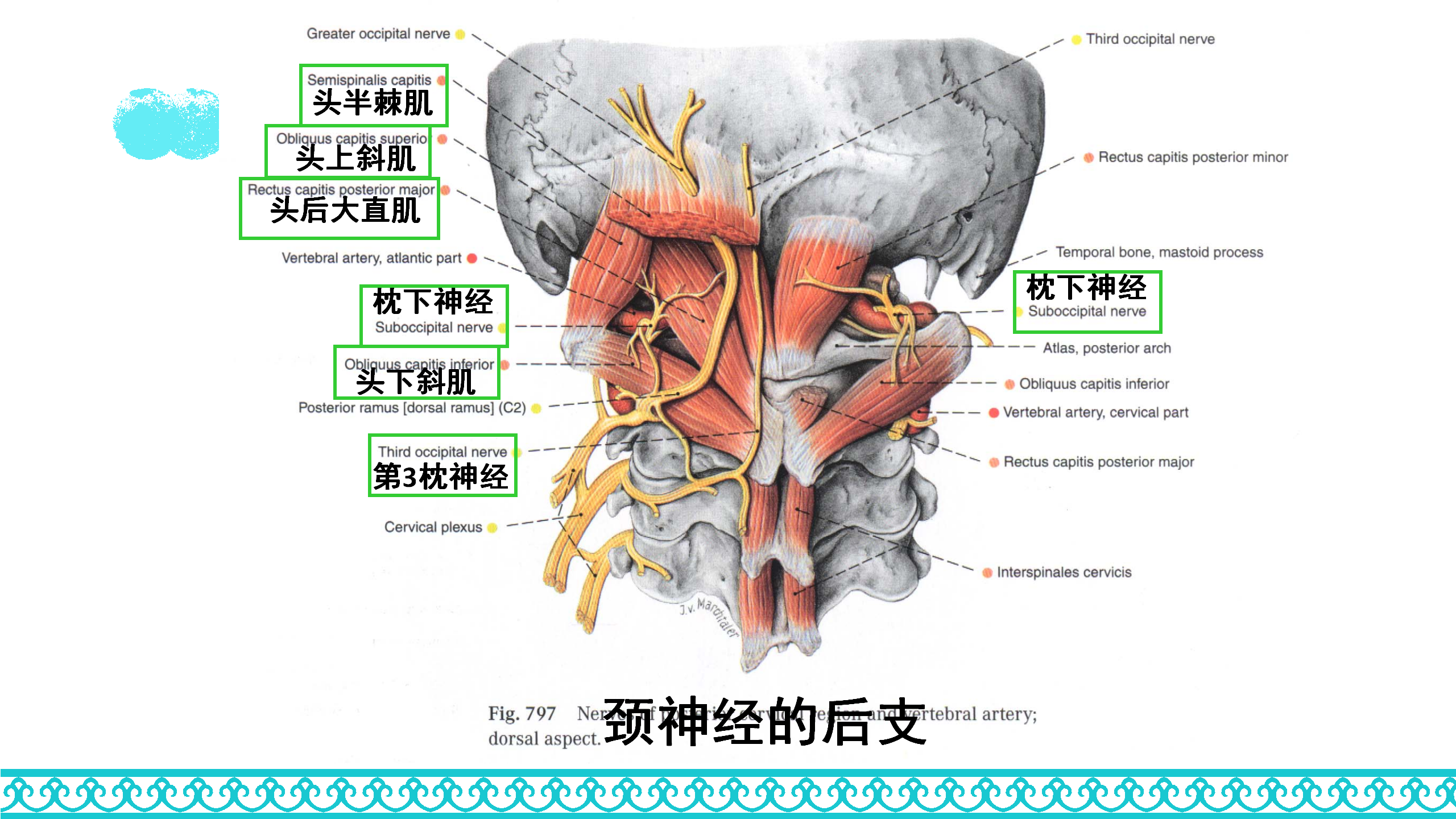 颈部解剖_41.png
