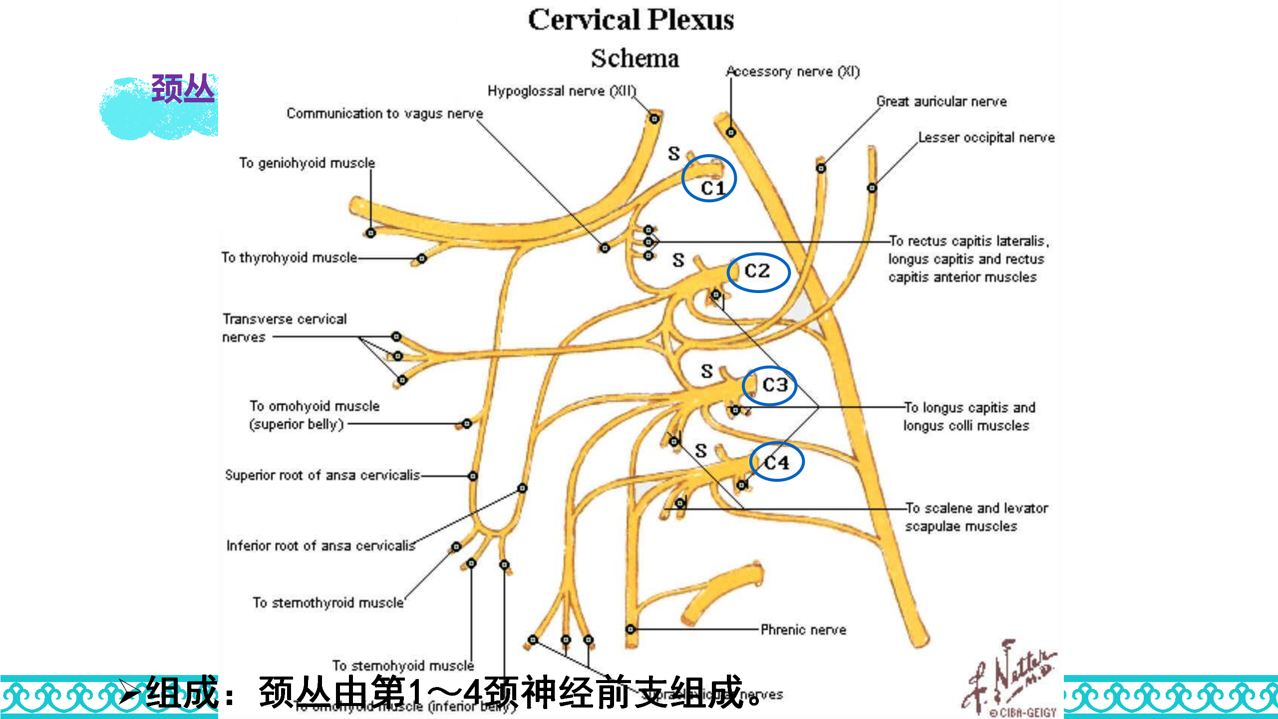 颈部解剖_43.png