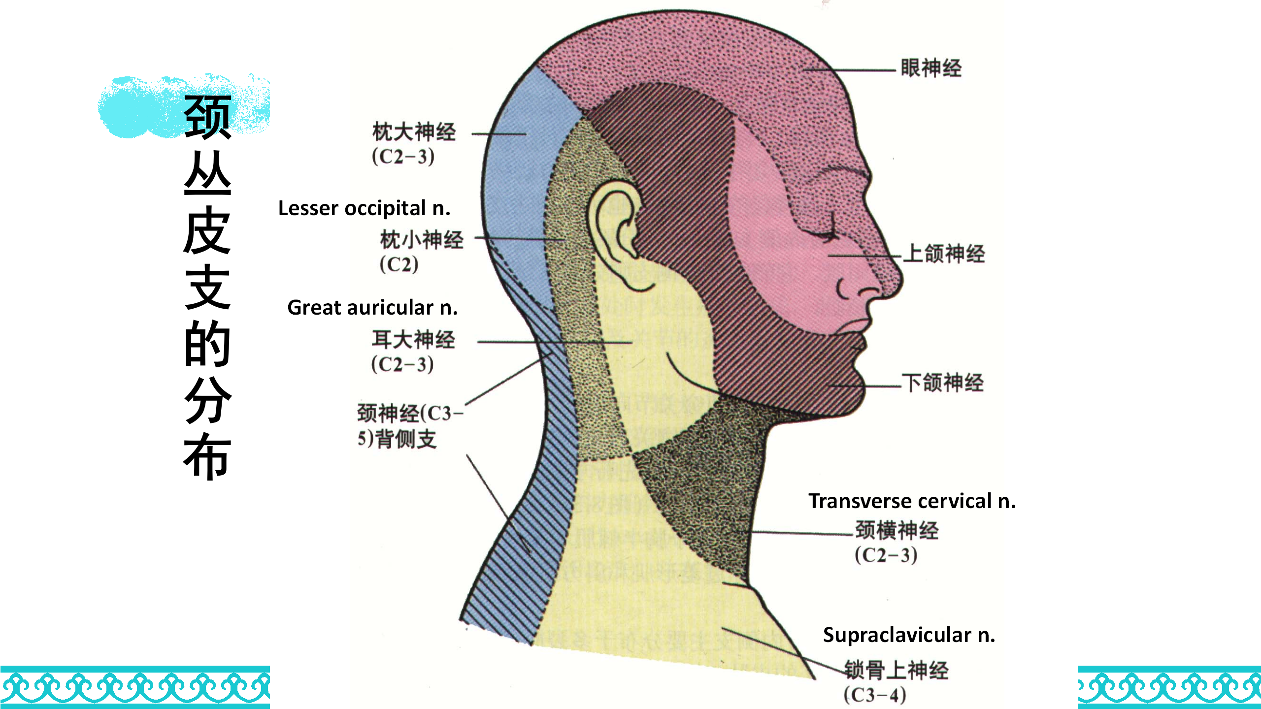 颈部解剖_46.png