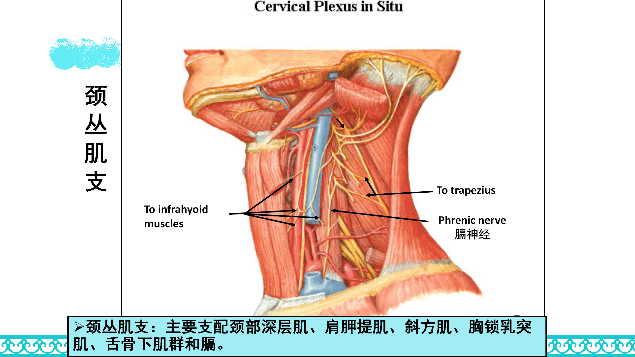 颈部解剖_47.png