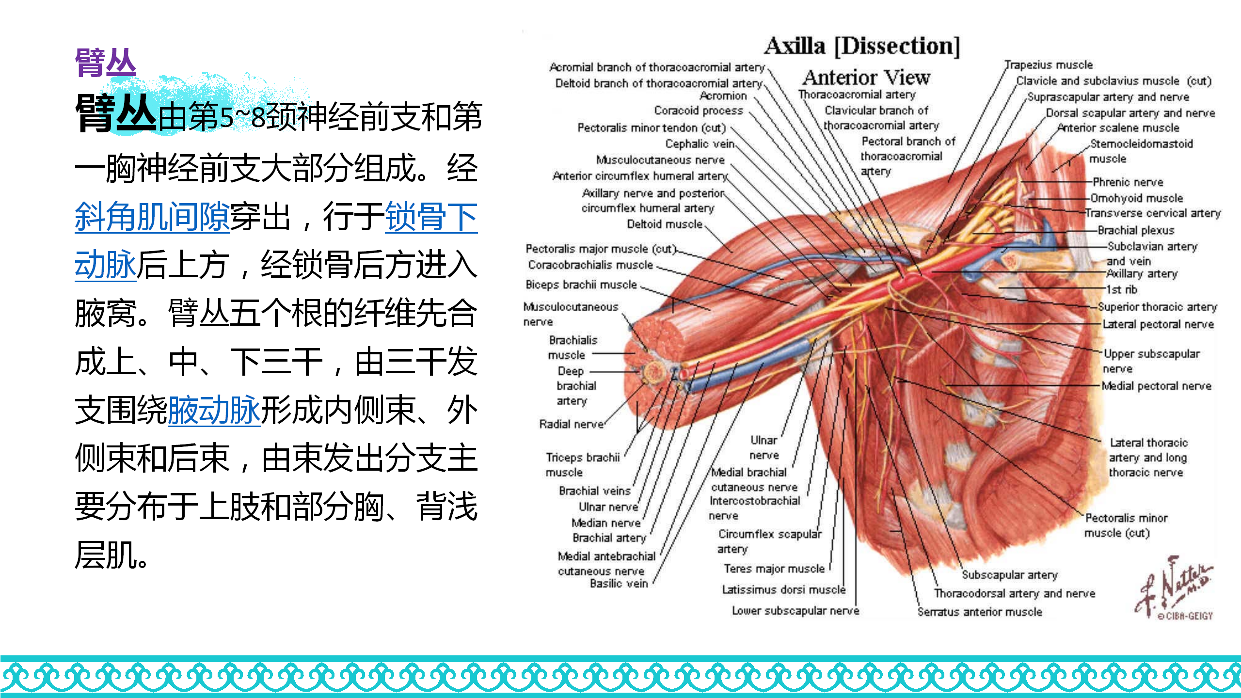 颈部解剖_48.png