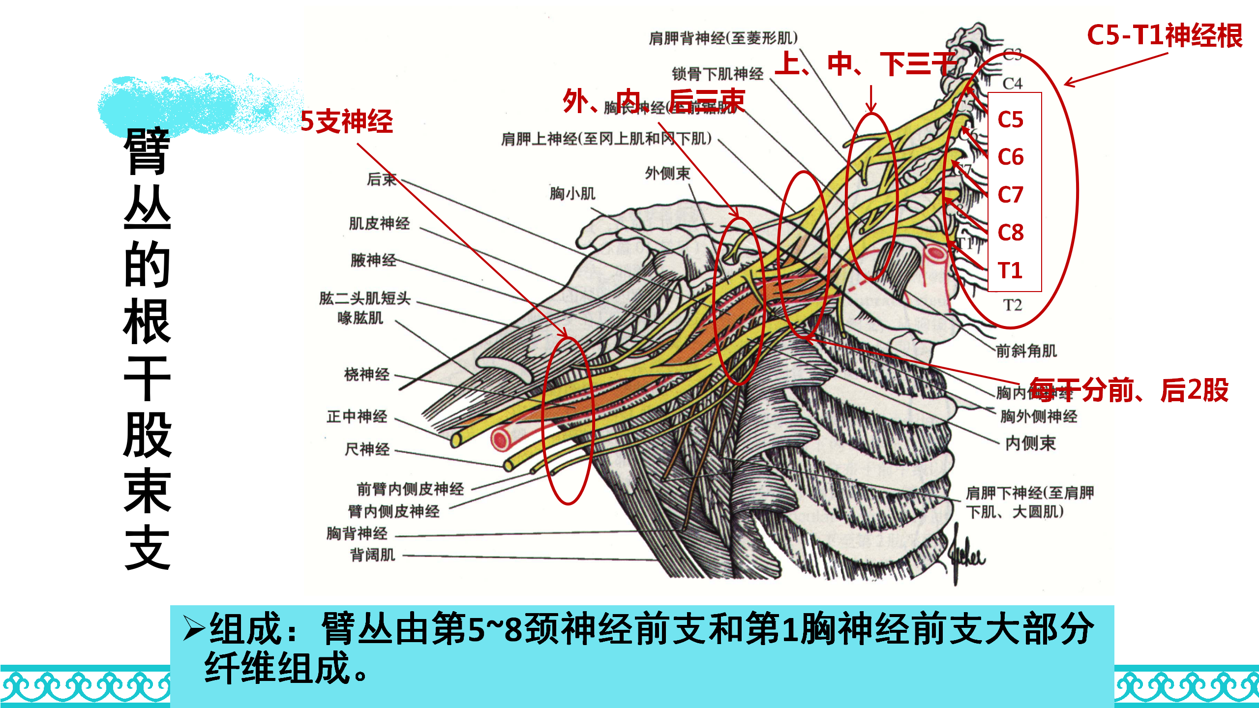 颈部解剖_49.png